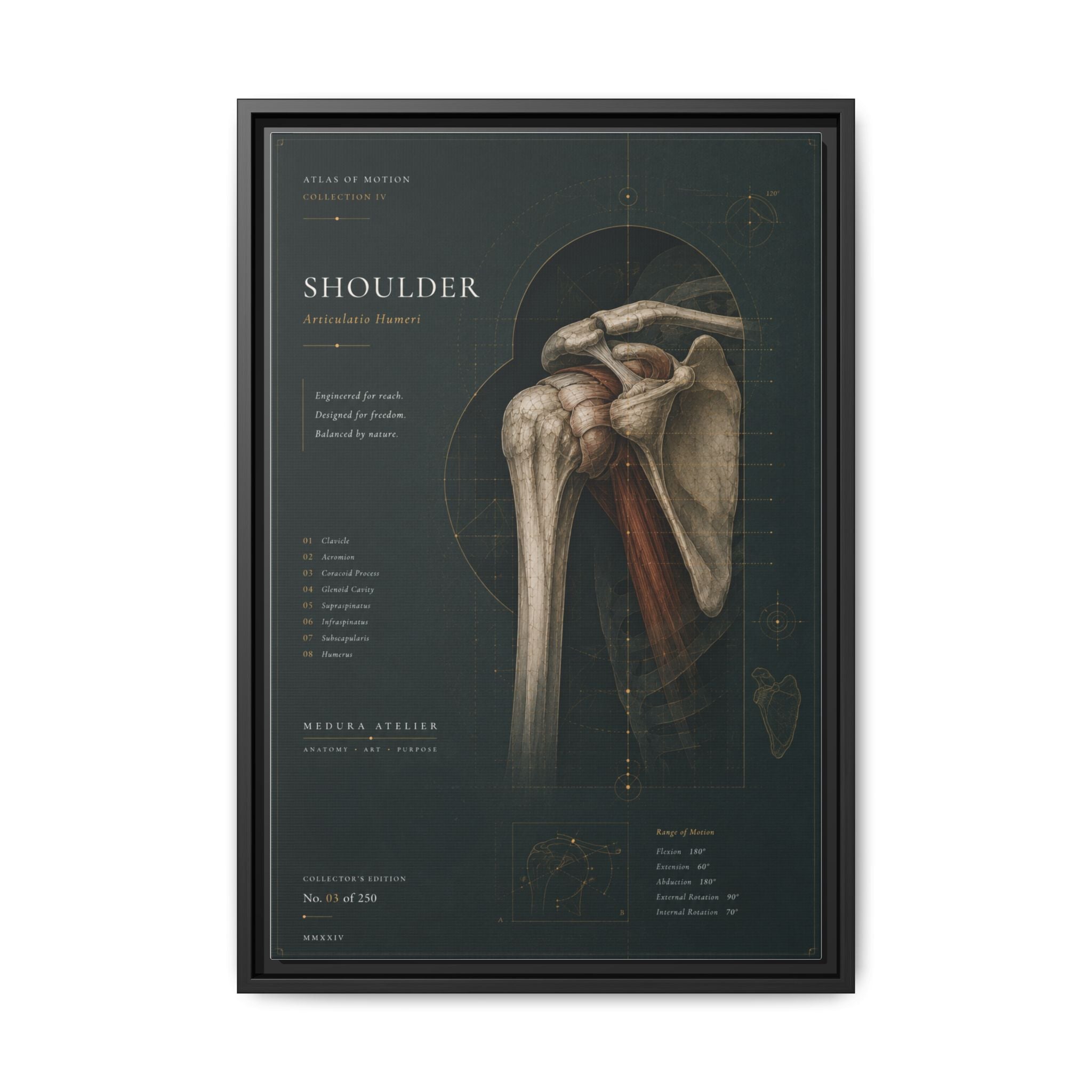 Copy of Atlas of Motion – Knee Wall Art | Luxury Orthopedic Canvas Print | Museum-Inspired Fine Art