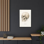 Anatomical Skull Wall Art | Luxury Medical Canvas Print | Museum-Inspired Fine Art
