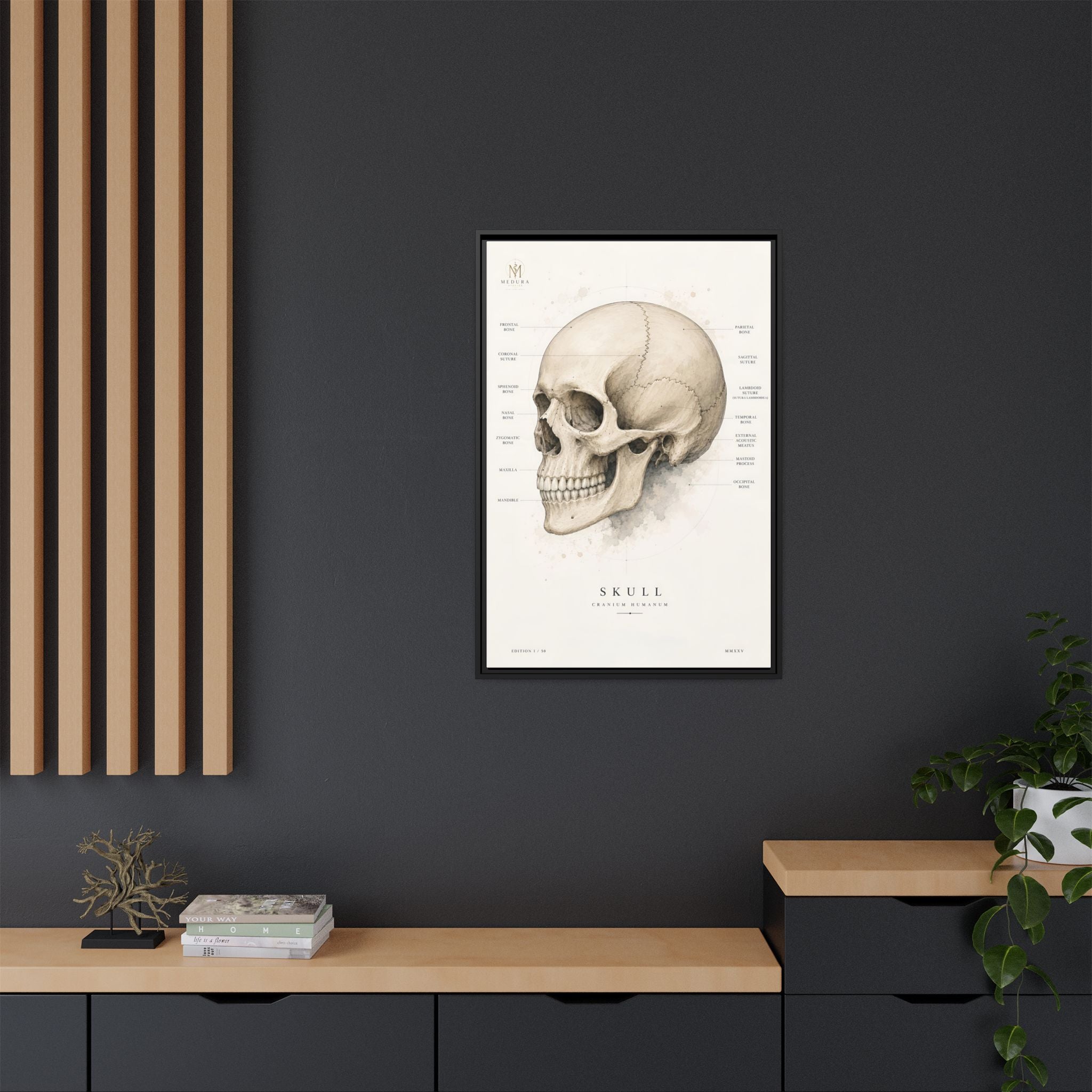 Anatomical Skull Wall Art | Luxury Medical Canvas Print | Museum-Inspired Fine Art