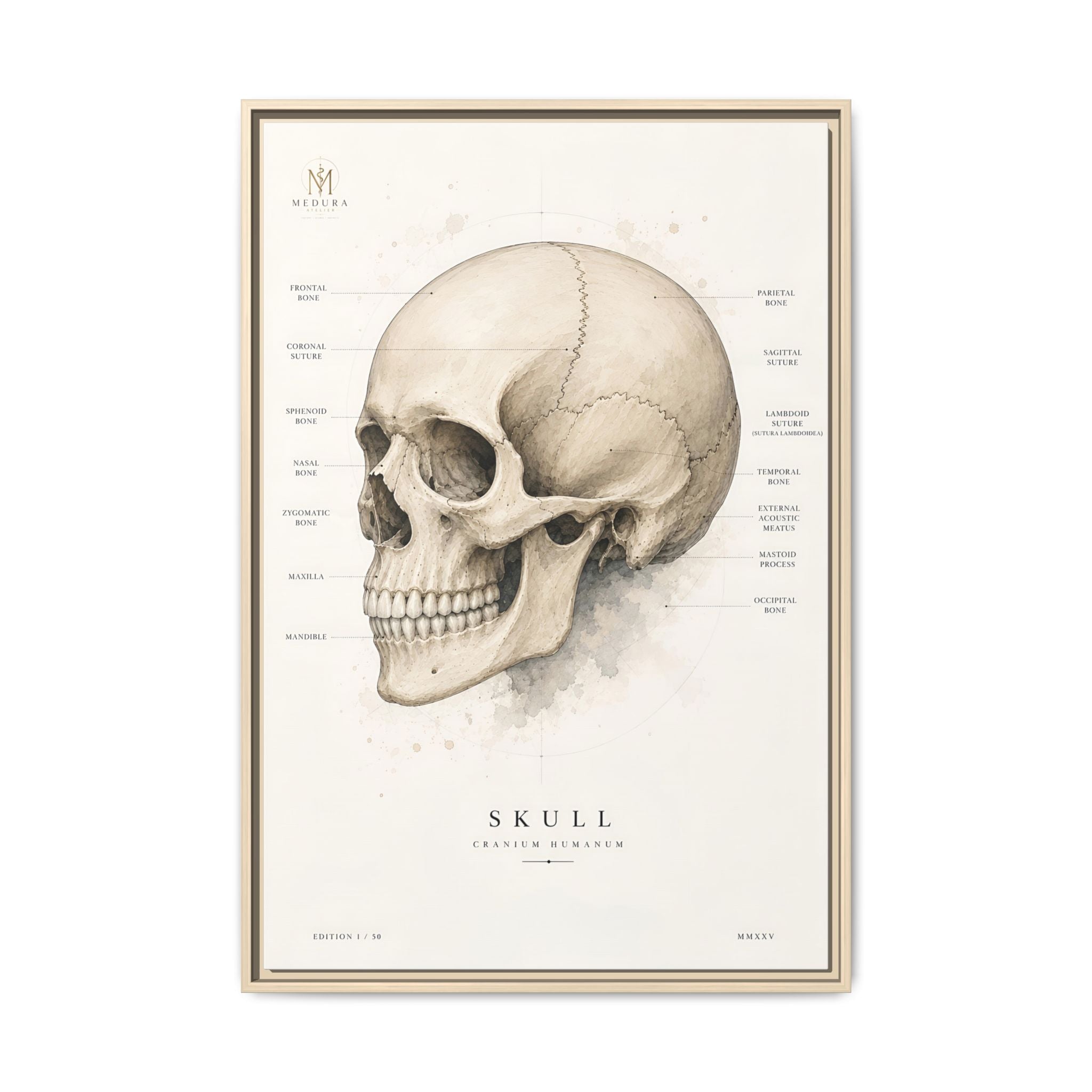 Anatomical Skull Wall Art | Luxury Medical Canvas Print | Museum-Inspired Fine Art