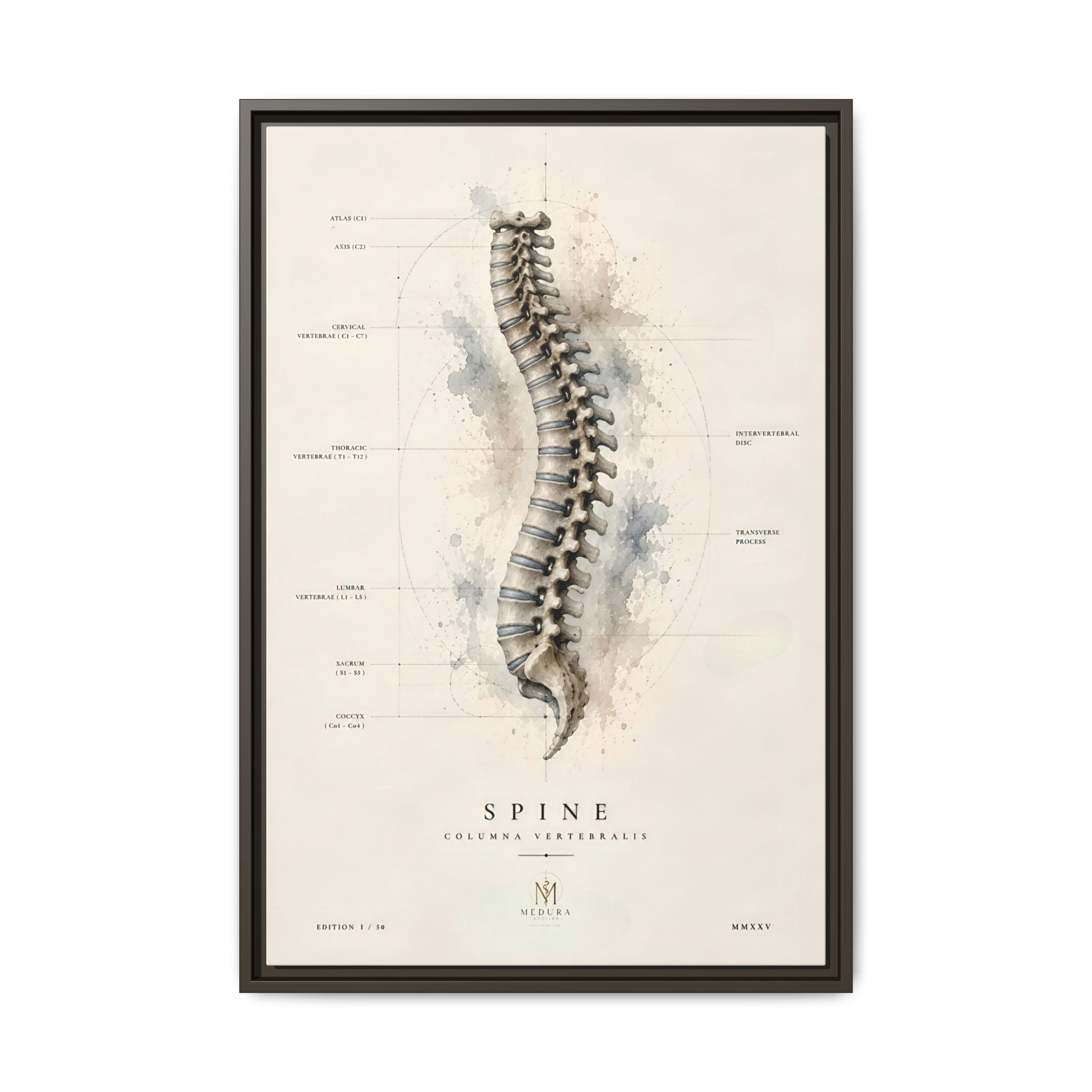 Anatomical Spine Wall Art | Luxury Vertebral Column Canvas Print | Museum-Inspired Fine Art