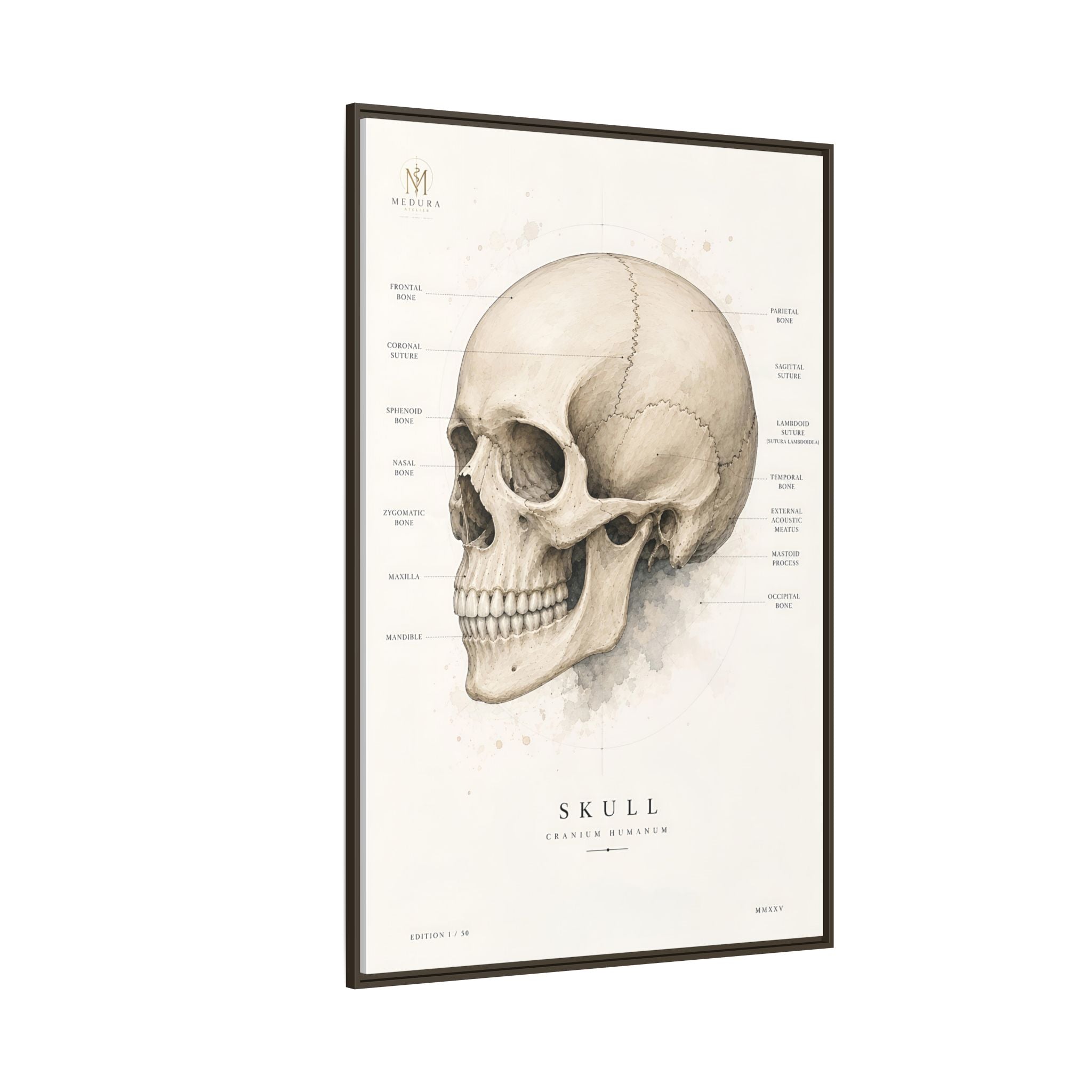 Anatomical Skull Wall Art | Luxury Medical Canvas Print | Museum-Inspired Fine Art