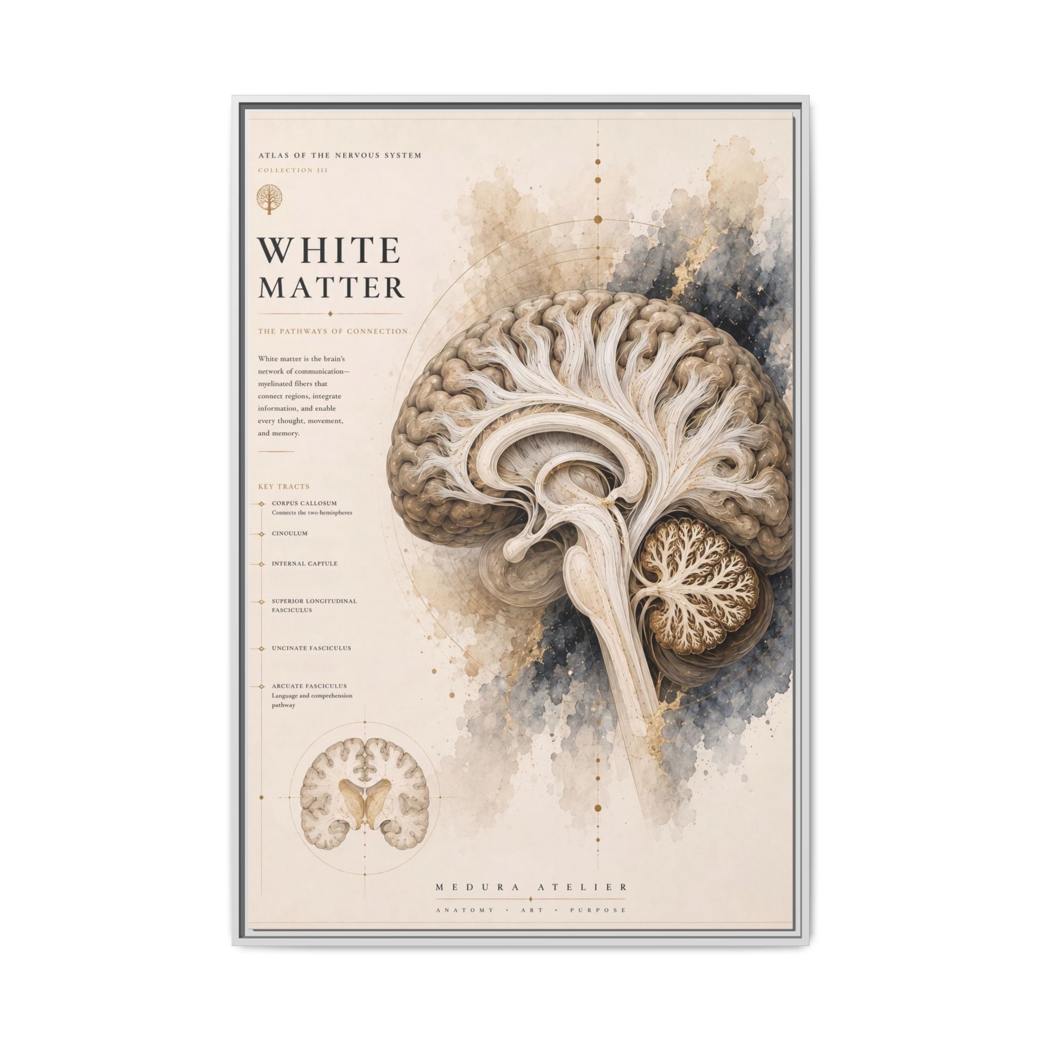 White Matter Brain Wall Art | Luxury Neuroscience Canvas Print | Museum-Inspired Fine Art