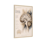 White Matter Brain Wall Art | Luxury Neuroscience Canvas Print | Museum-Inspired Fine Art