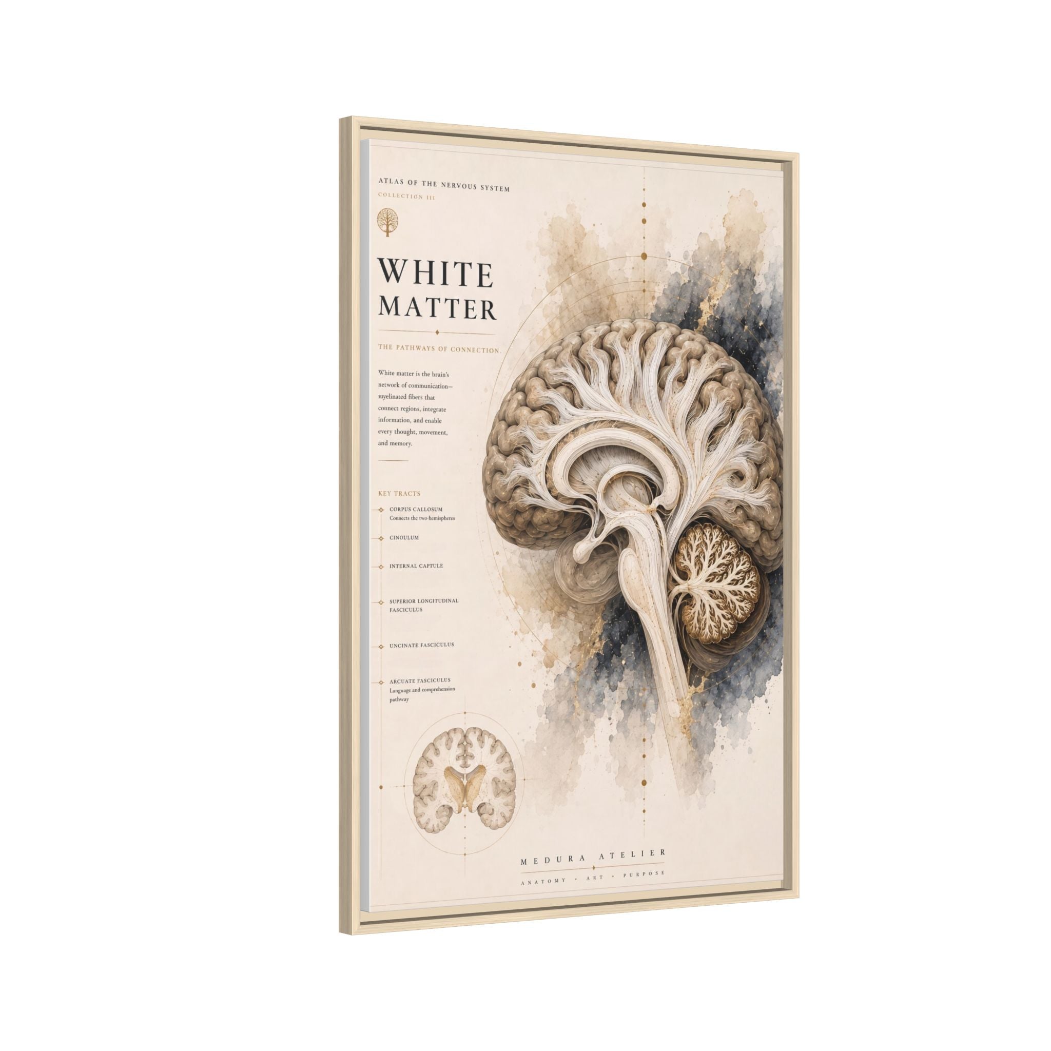 White Matter Brain Wall Art | Luxury Neuroscience Canvas Print | Museum-Inspired Fine Art