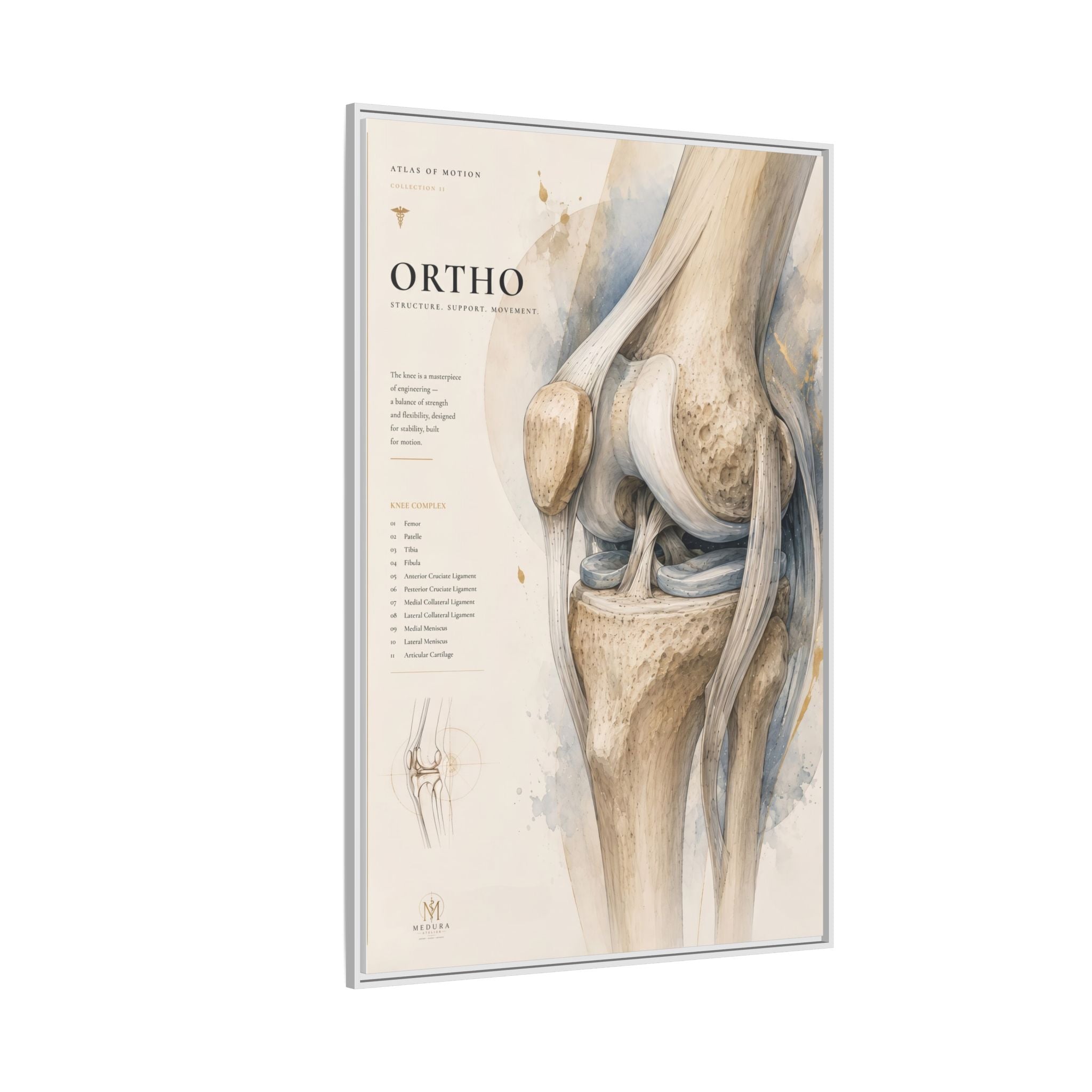 Orthopaedic Knee Anatomy Wall Art | Luxury Orthopedic Canvas Print | Museum-Inspired Fine Art