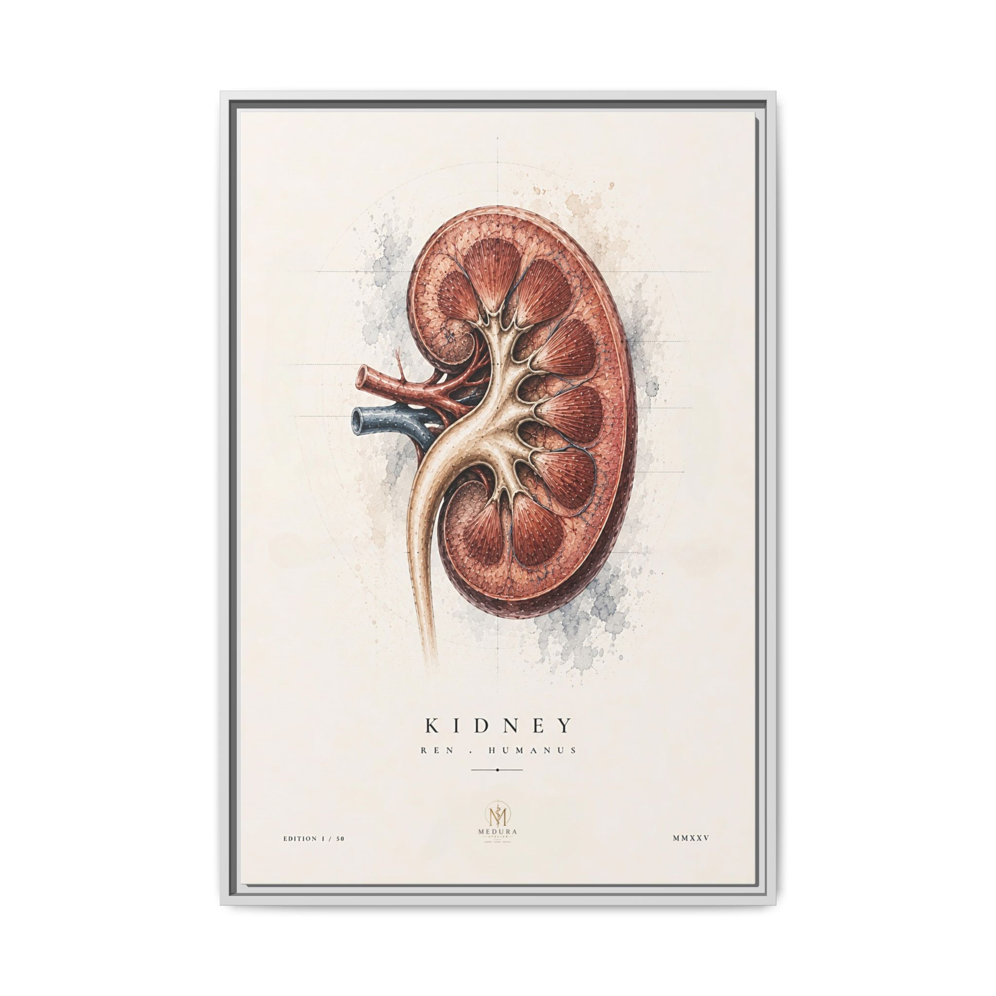 Anatomical Kidney Wall Art | Luxury Nephrology Canvas Print | Museum-Inspired Fine Art
