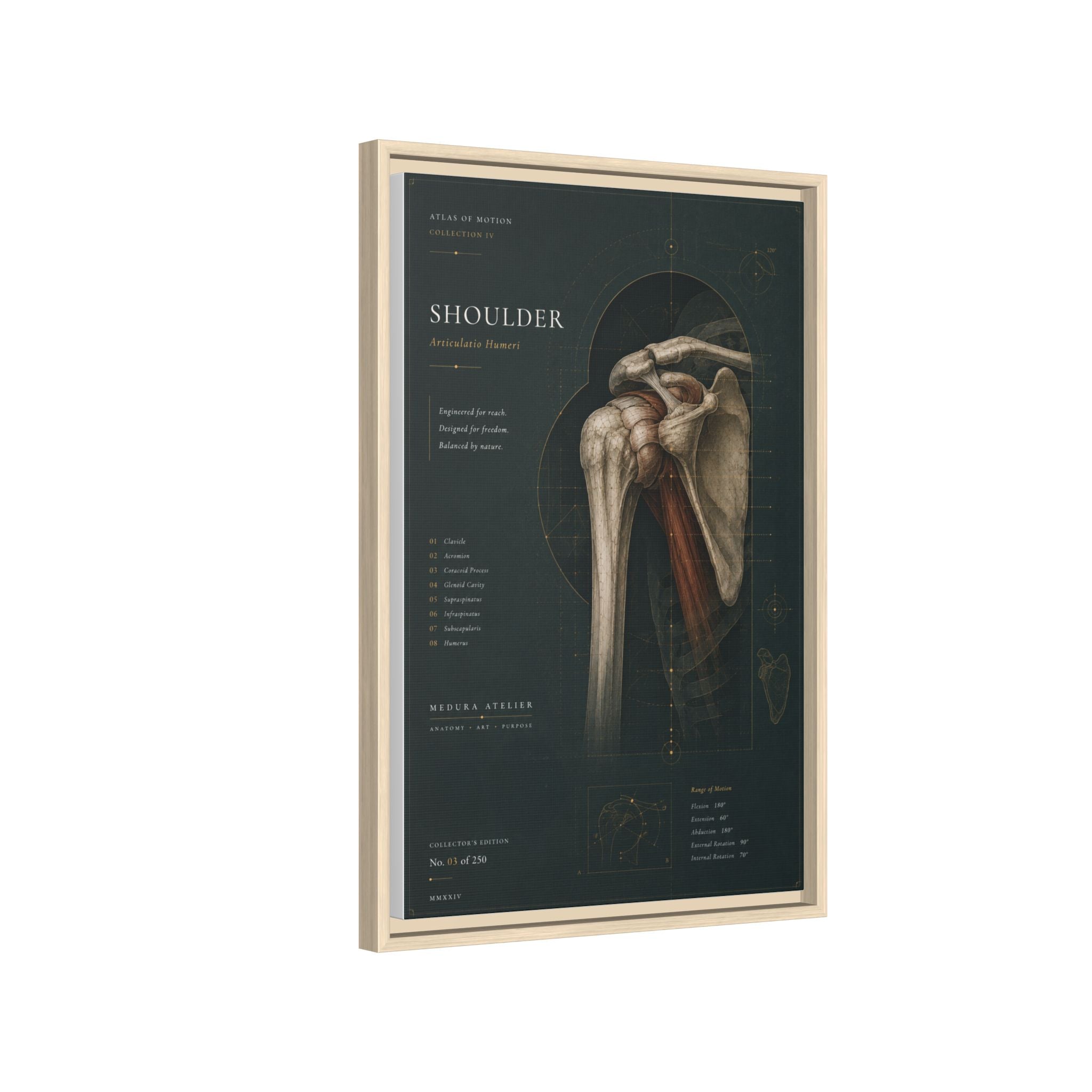 Copy of Atlas of Motion – Knee Wall Art | Luxury Orthopedic Canvas Print | Museum-Inspired Fine Art