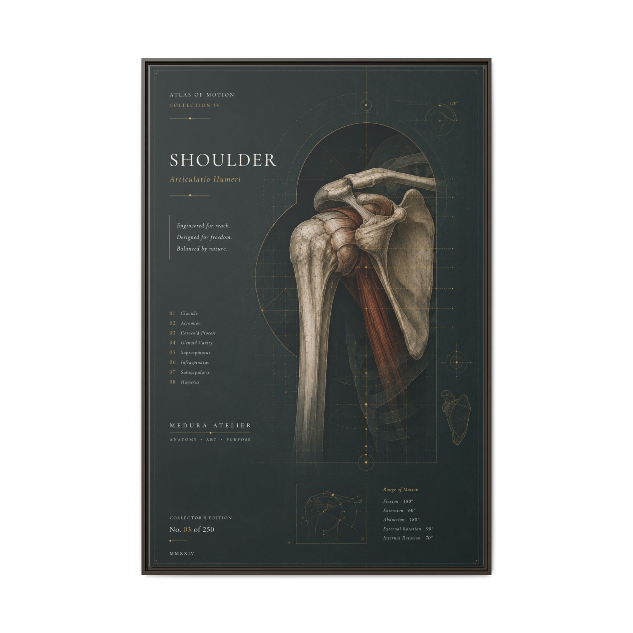 Copy of Atlas of Motion – Knee Wall Art | Luxury Orthopedic Canvas Print | Museum-Inspired Fine Art
