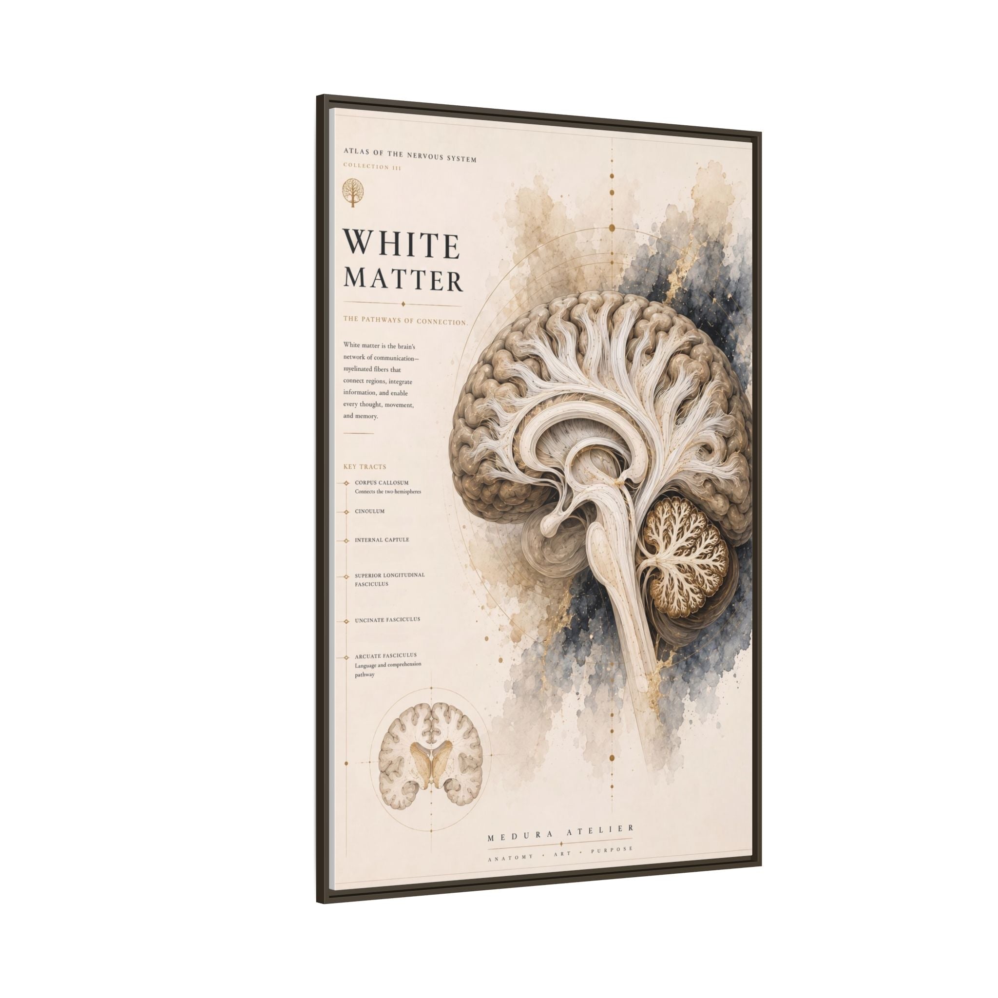 White Matter Brain Wall Art | Luxury Neuroscience Canvas Print | Museum-Inspired Fine Art