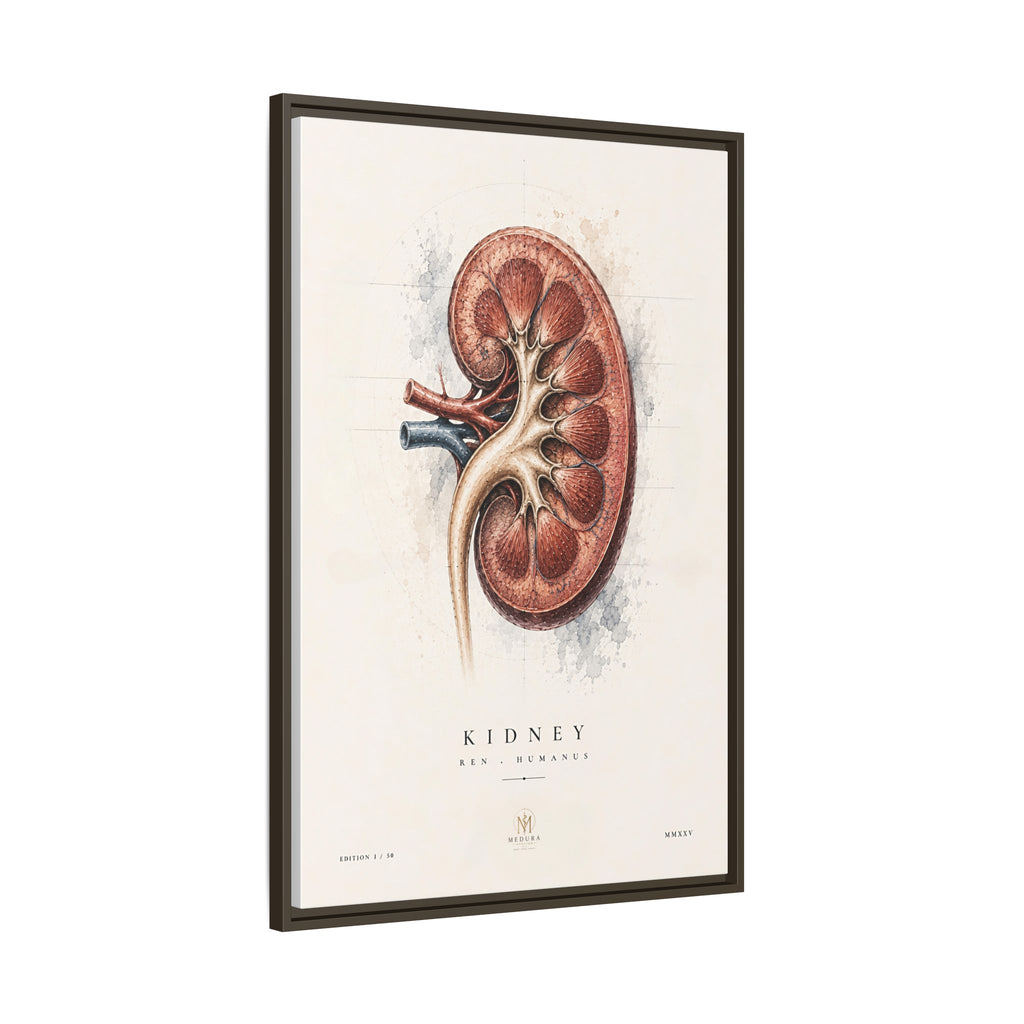 Anatomical Kidney Wall Art | Luxury Nephrology Canvas Print | Museum-Inspired Fine Art