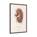 Anatomical Kidney Wall Art | Luxury Nephrology Canvas Print | Museum-Inspired Fine Art