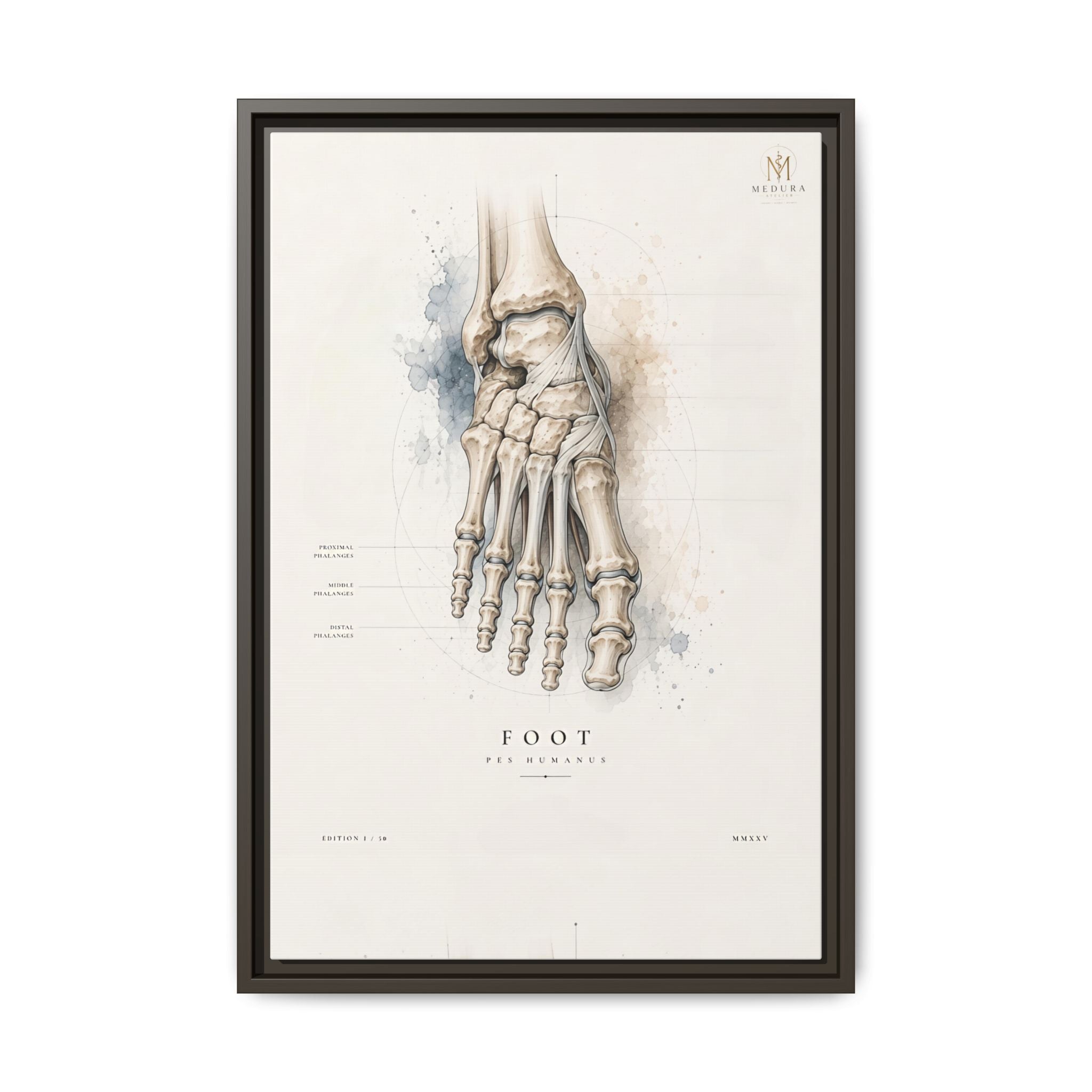 Anatomical Foot Skeleton Wall Art | Luxury Podiatry Canvas Print | Museum-Inspired Fine Art