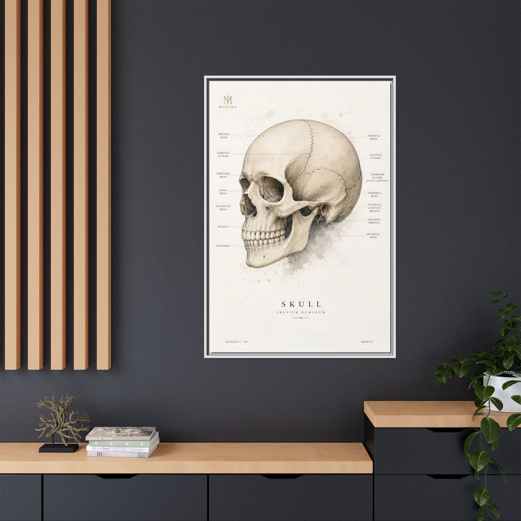Anatomical Skull Wall Art | Luxury Medical Canvas Print | Museum-Inspired Fine Art