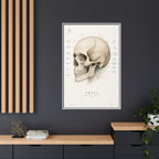 Anatomical Skull Wall Art | Luxury Medical Canvas Print | Museum-Inspired Fine Art