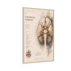 White Matter Brain Wall Art | Luxury Neuroscience Canvas Print | Museum-Inspired Fine Art