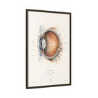 Anatomical Eye Canvas Print | Luxury Ophthalmology Wall Art | Museum-Inspired Medical Decor