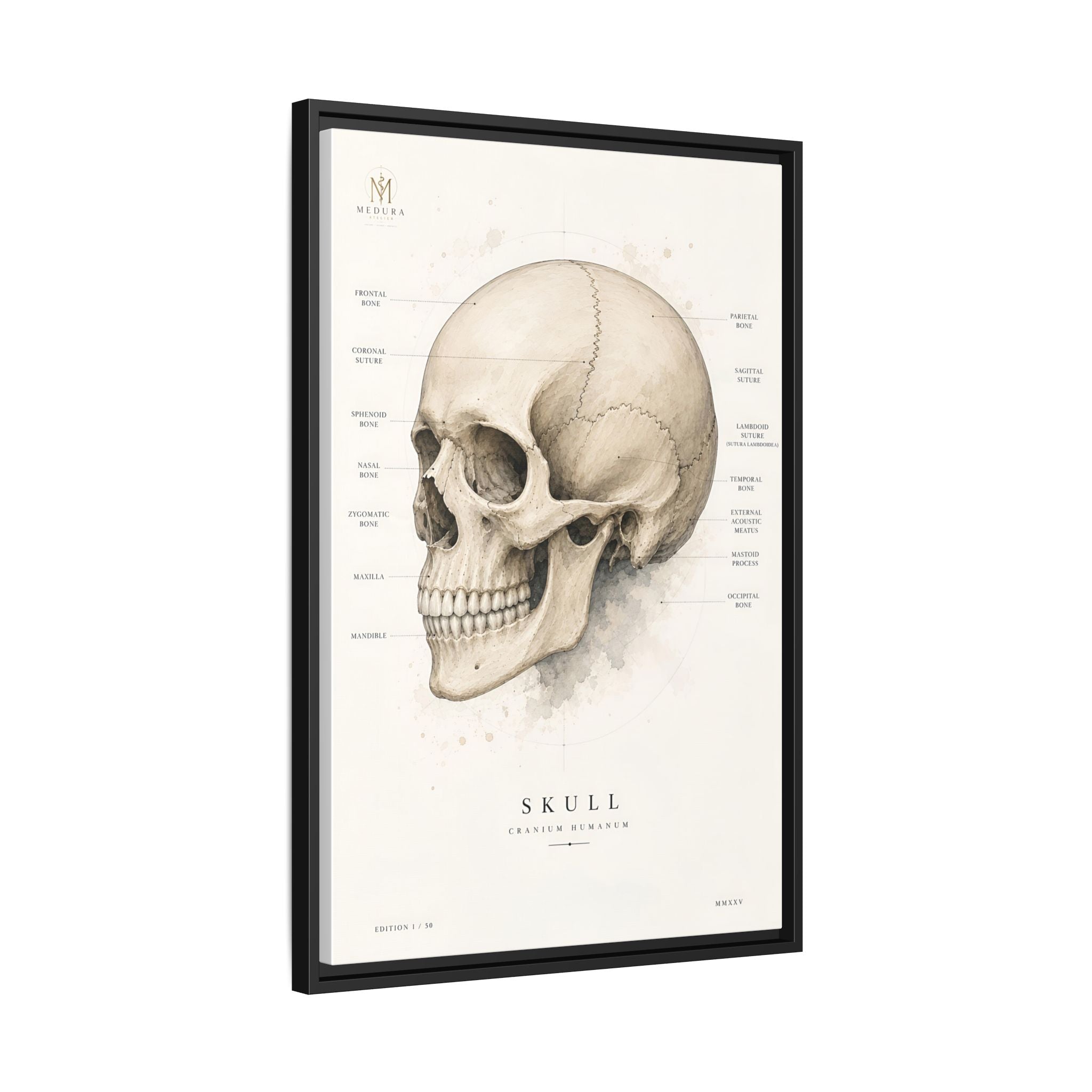 Anatomical Skull Wall Art | Luxury Medical Canvas Print | Museum-Inspired Fine Art