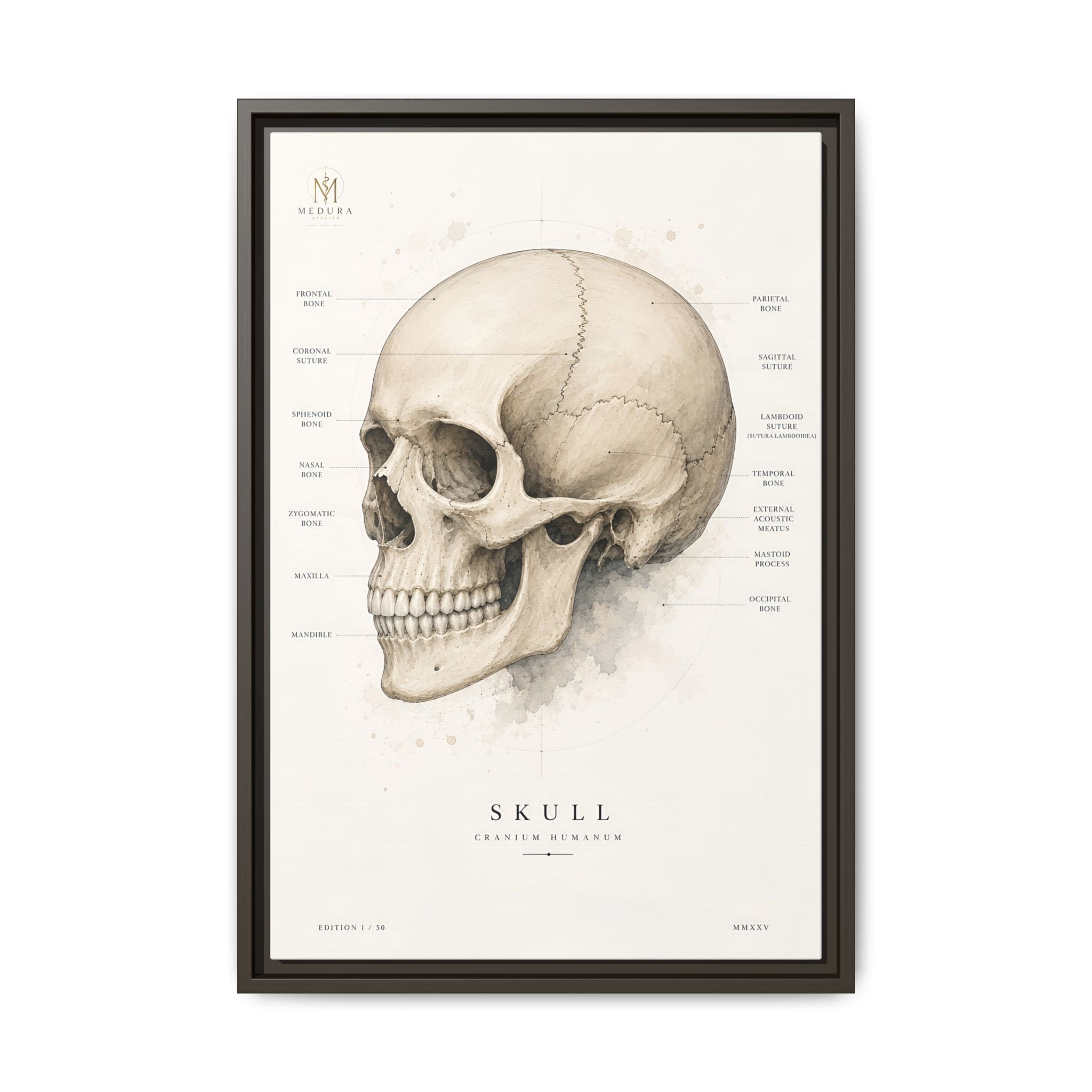 Anatomical Skull Wall Art | Luxury Medical Canvas Print | Museum-Inspired Fine Art