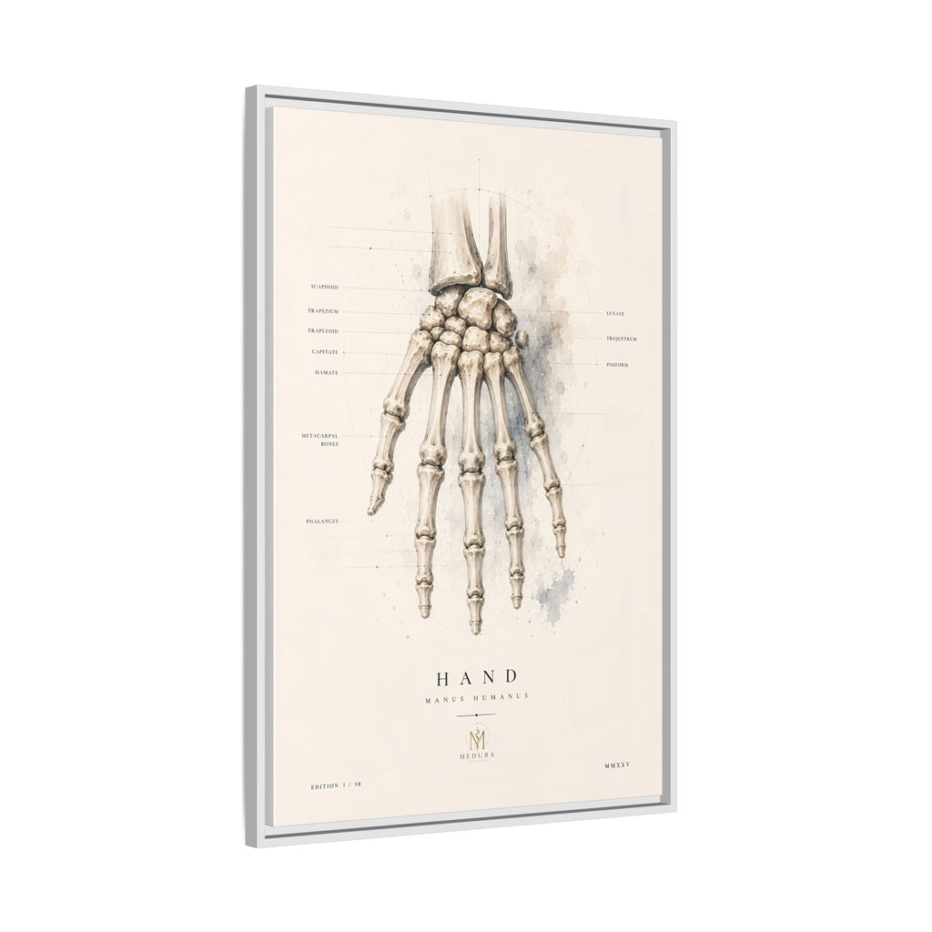 Anatomical Hand Skeleton Wall Art | Luxury Orthopaedic Canvas Print | Museum-Inspired Fine Art
