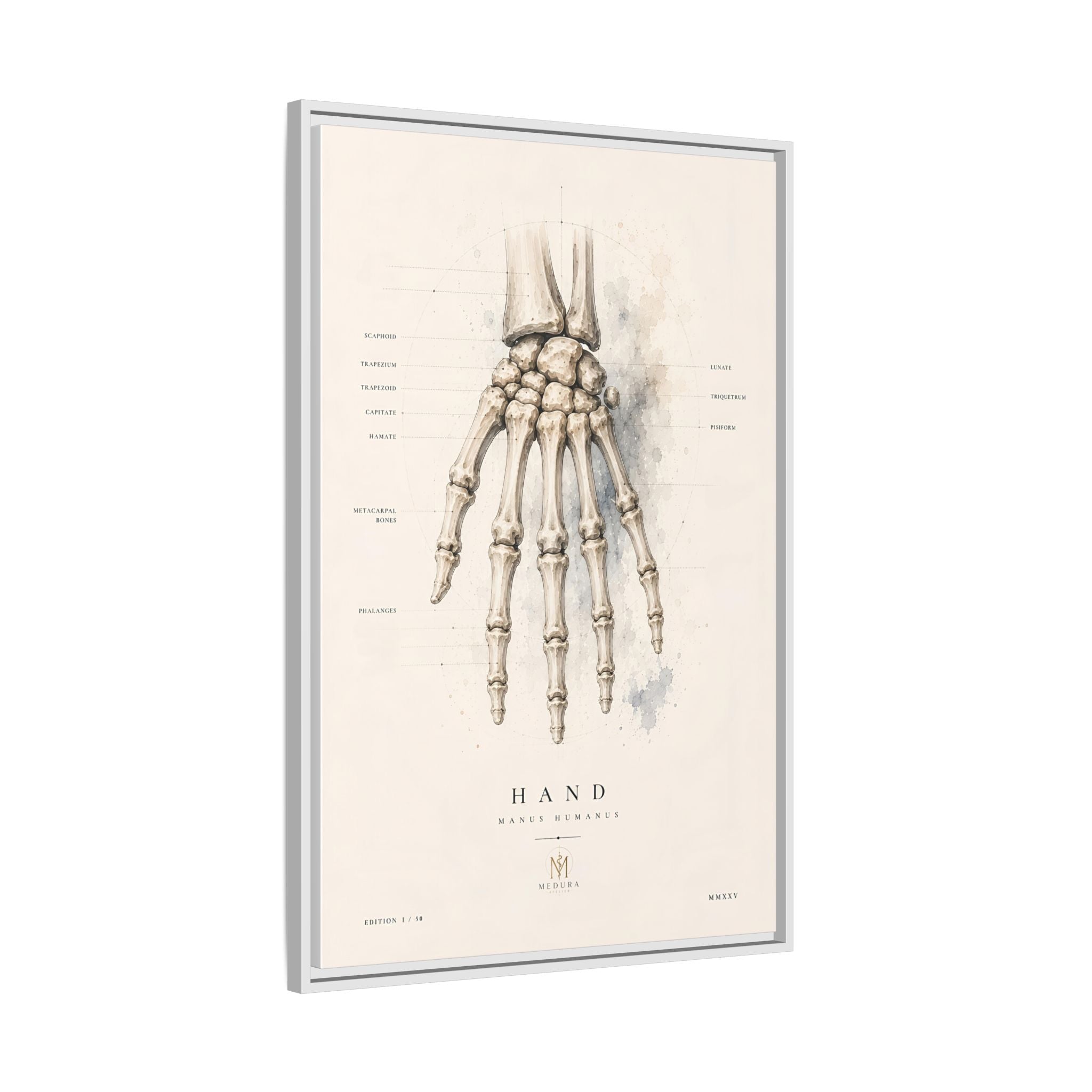 Anatomical Hand Skeleton Wall Art | Luxury Orthopaedic Canvas Print | Museum-Inspired Fine Art