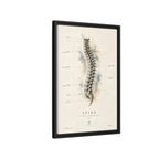 Anatomical Spine Wall Art | Luxury Vertebral Column Canvas Print | Museum-Inspired Fine Art