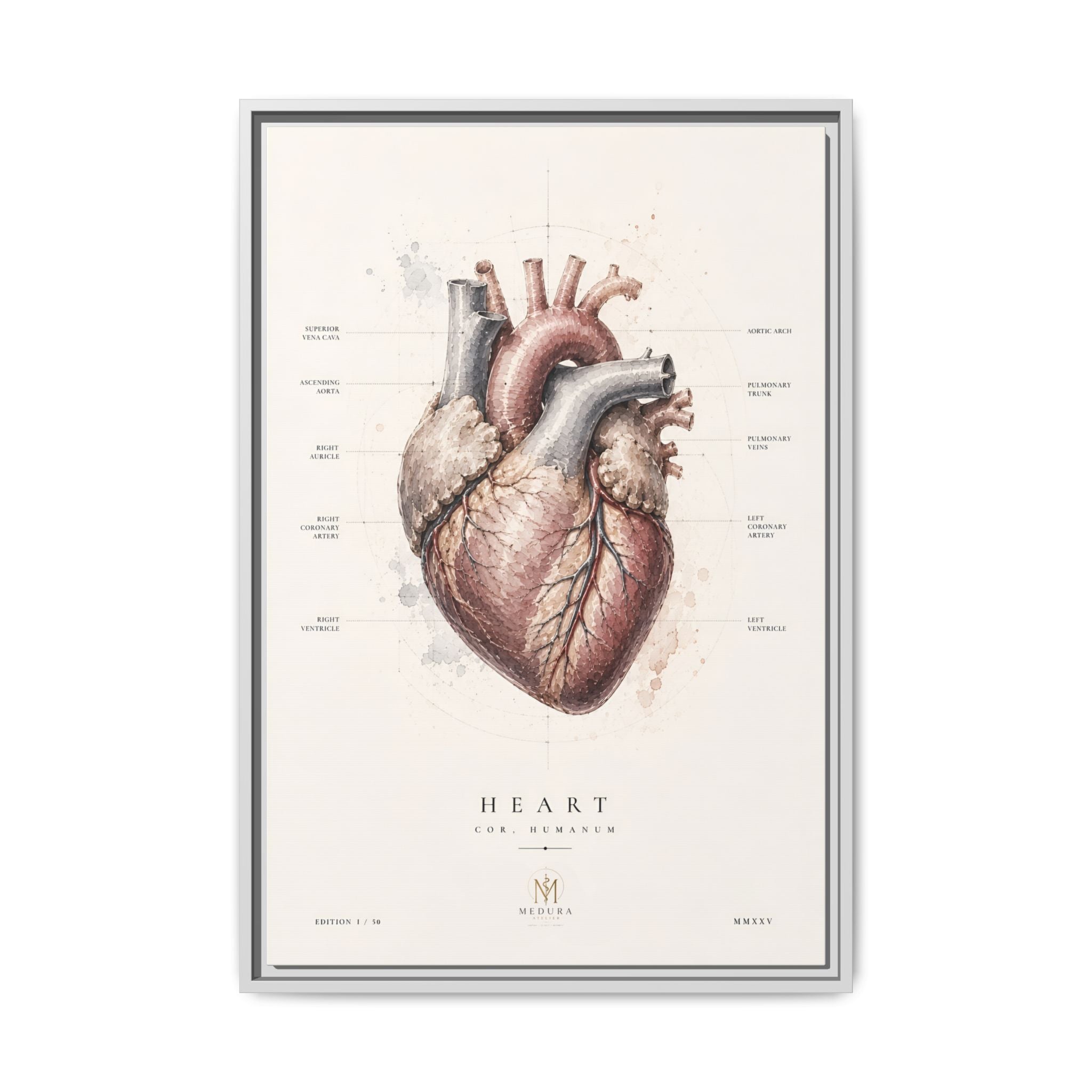 Anatomical Heart Wall Art | Luxury Medical Canvas Print | Museum-Inspired Fine Art