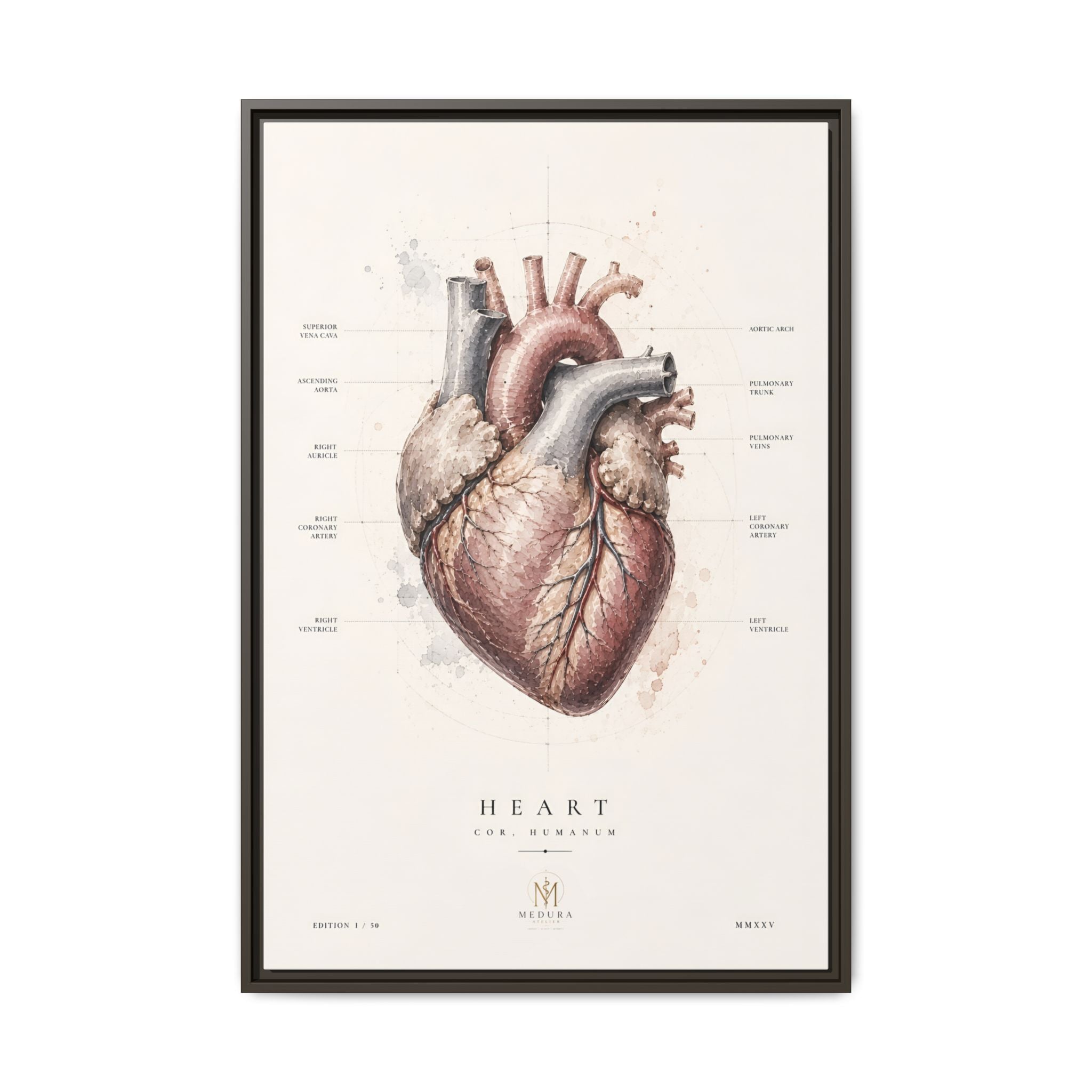 Anatomical Heart Wall Art | Luxury Medical Canvas Print | Museum-Inspired Fine Art