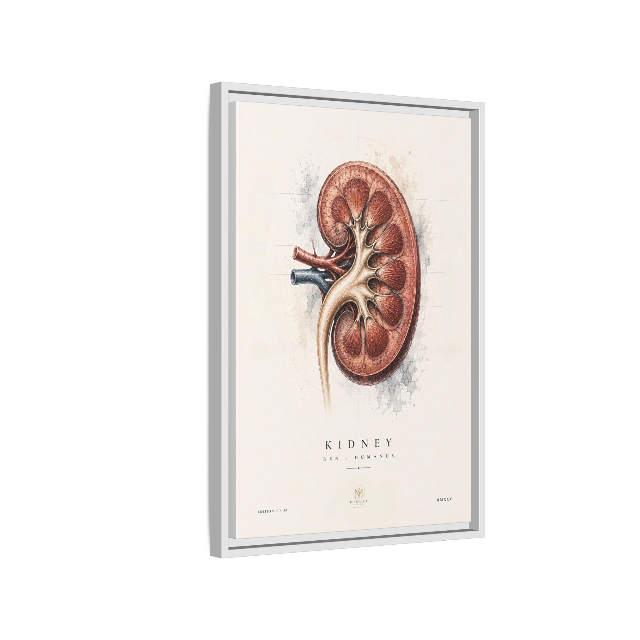Anatomical Kidney Wall Art | Luxury Nephrology Canvas Print | Museum-Inspired Fine Art
