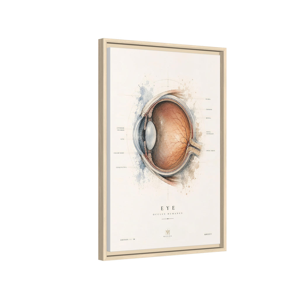 Anatomical Eye Canvas Print | Luxury Ophthalmology Wall Art | Museum-Inspired Medical Decor