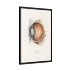 Anatomical Eye Canvas Print | Luxury Ophthalmology Wall Art | Museum-Inspired Medical Decor