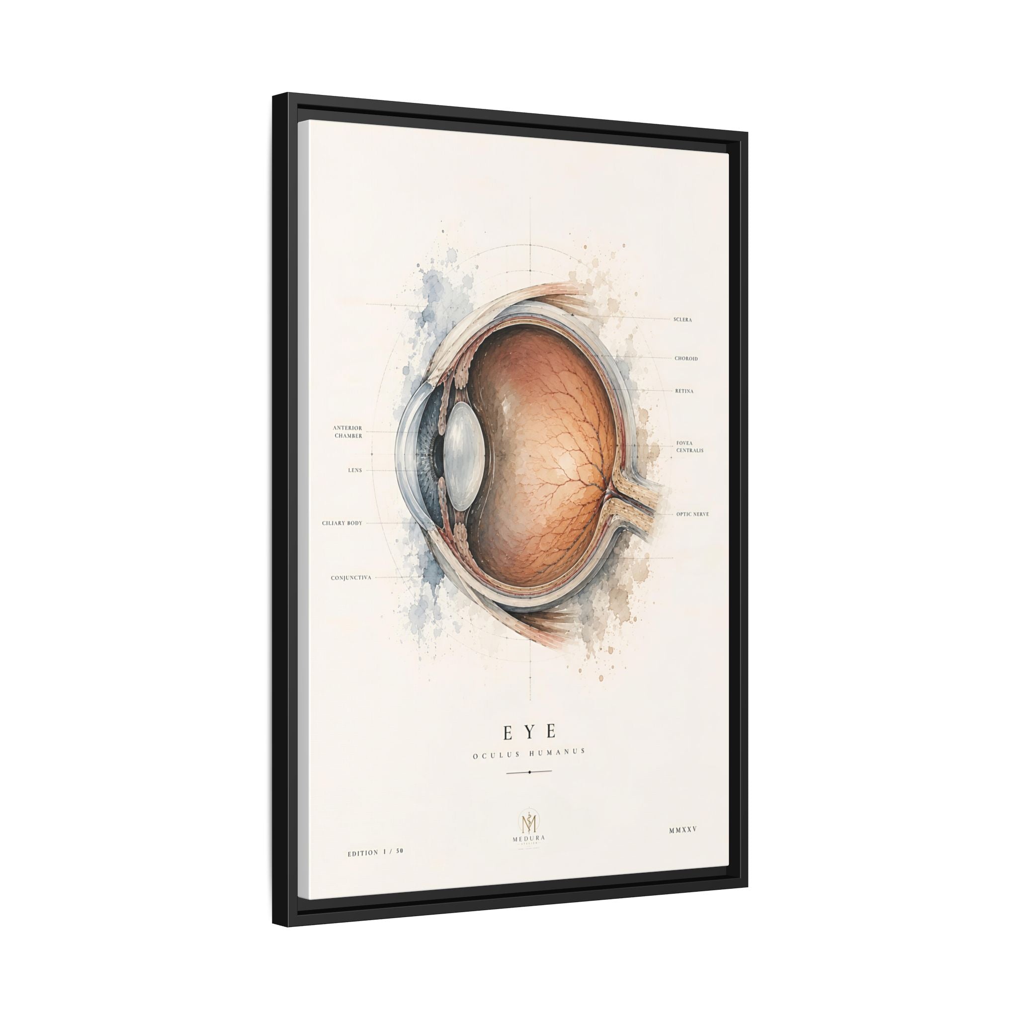 Anatomical Eye Canvas Print | Luxury Ophthalmology Wall Art | Museum-Inspired Medical Decor