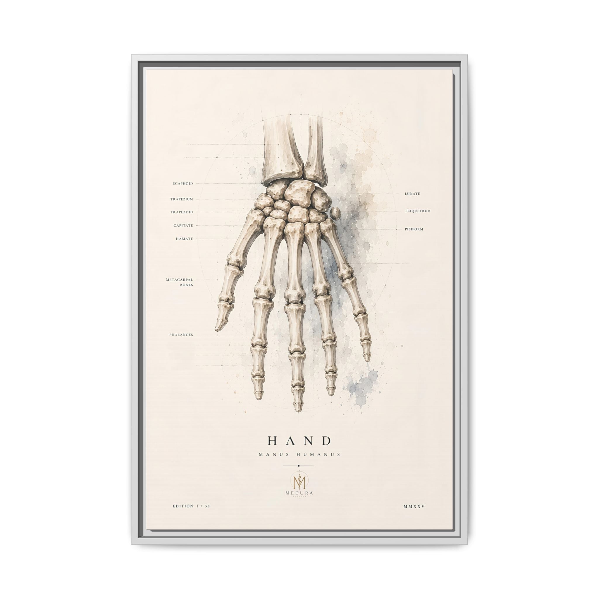 Anatomical Hand Skeleton Wall Art | Luxury Orthopaedic Canvas Print | Museum-Inspired Fine Art