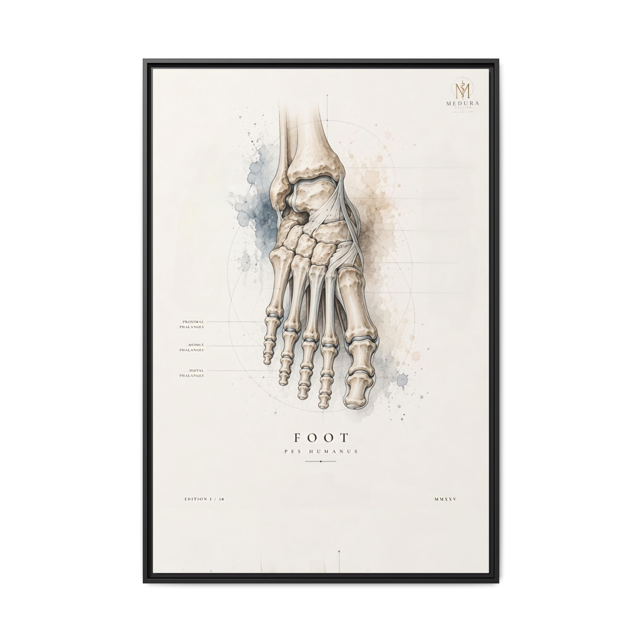 Anatomical Foot Skeleton Wall Art | Luxury Podiatry Canvas Print | Museum-Inspired Fine Art