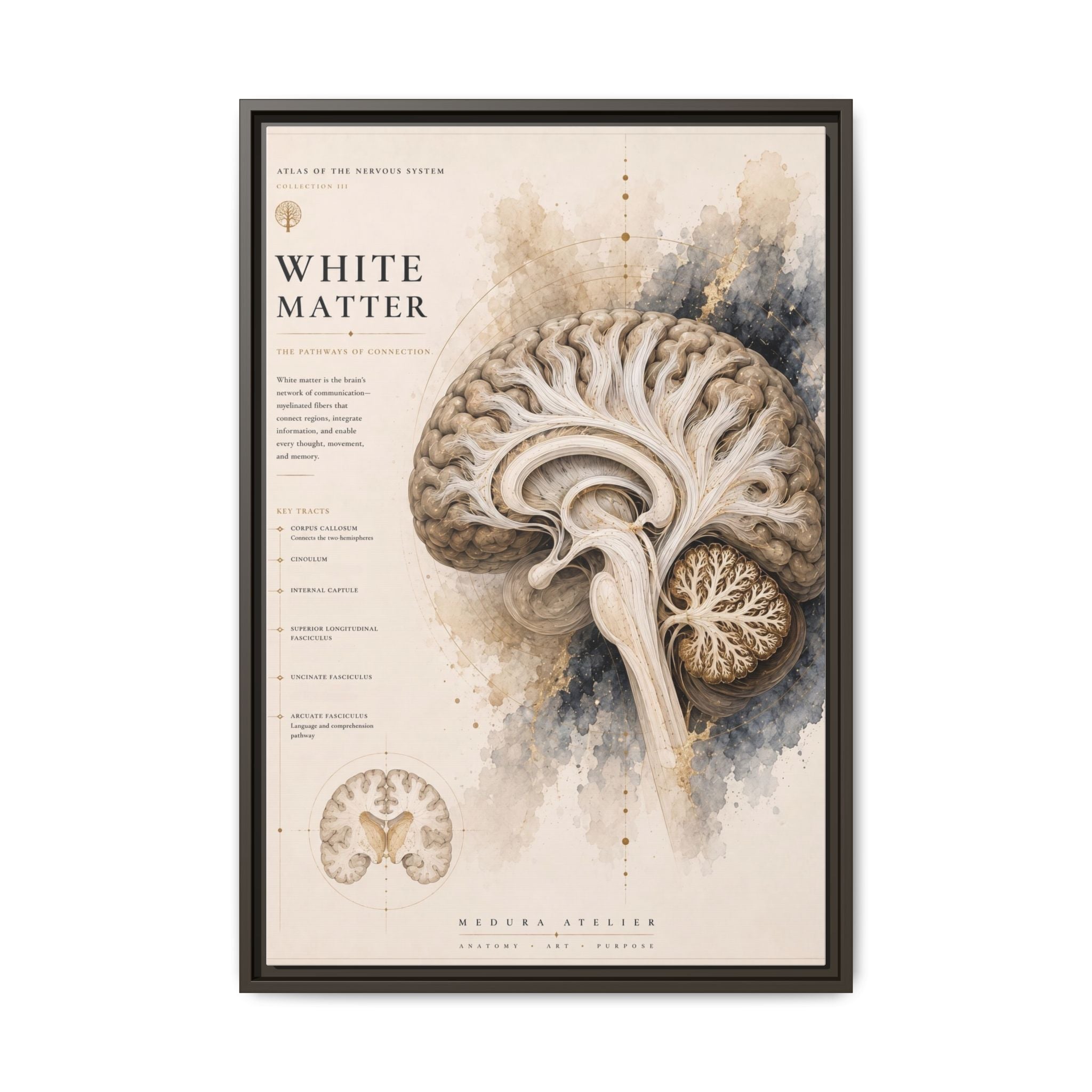 White Matter Brain Wall Art | Luxury Neuroscience Canvas Print | Museum-Inspired Fine Art