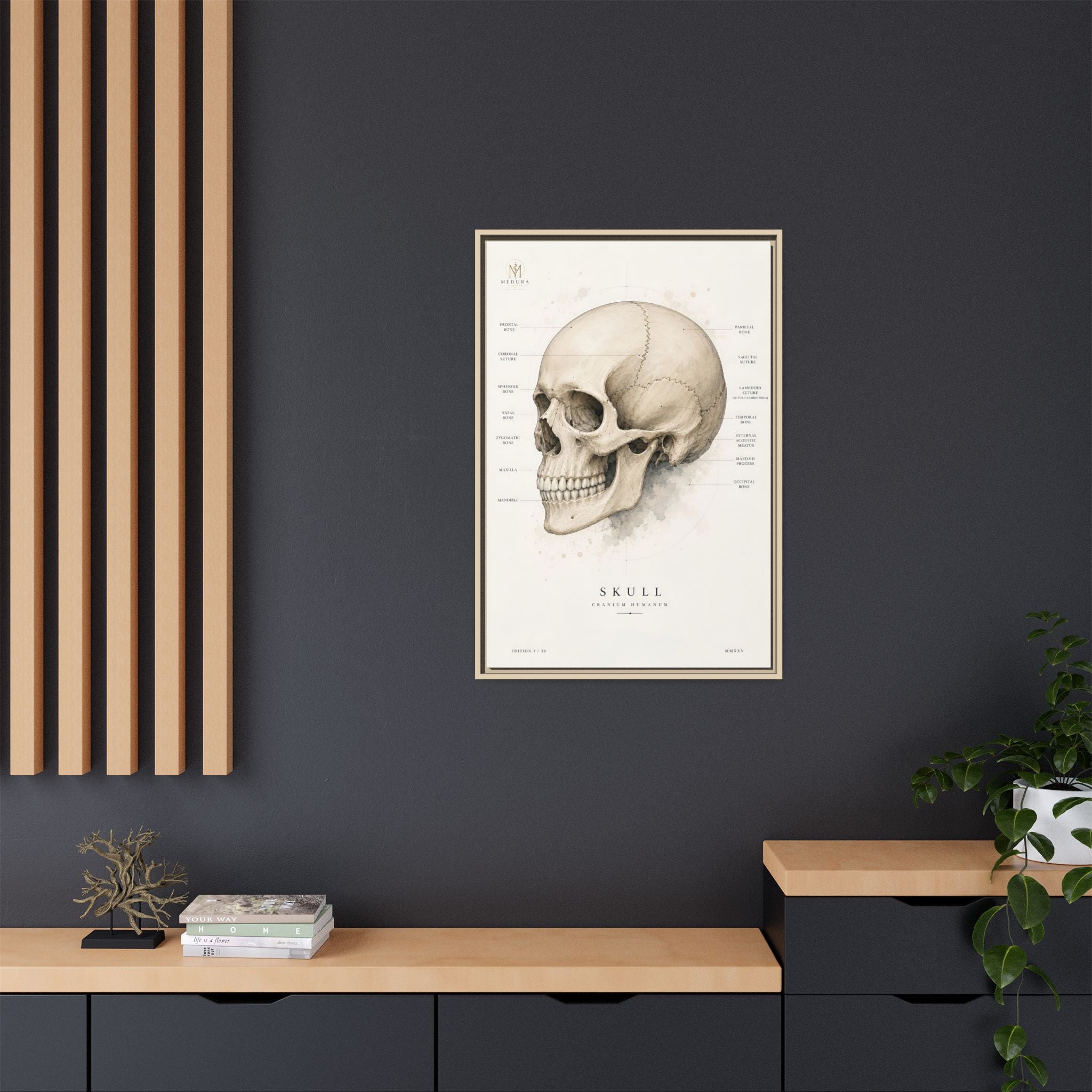 Anatomical Skull Wall Art | Luxury Medical Canvas Print | Museum-Inspired Fine Art