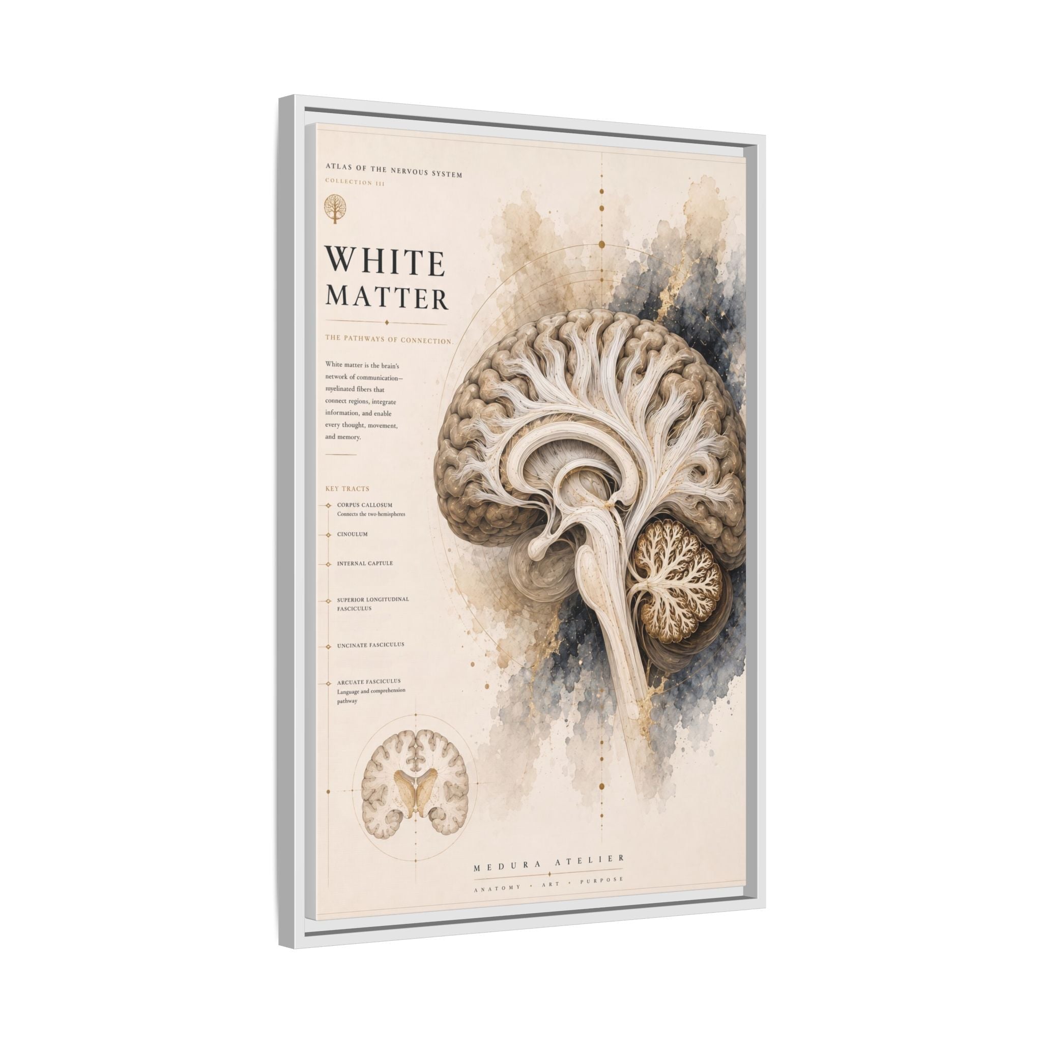 White Matter Brain Wall Art | Luxury Neuroscience Canvas Print | Museum-Inspired Fine Art