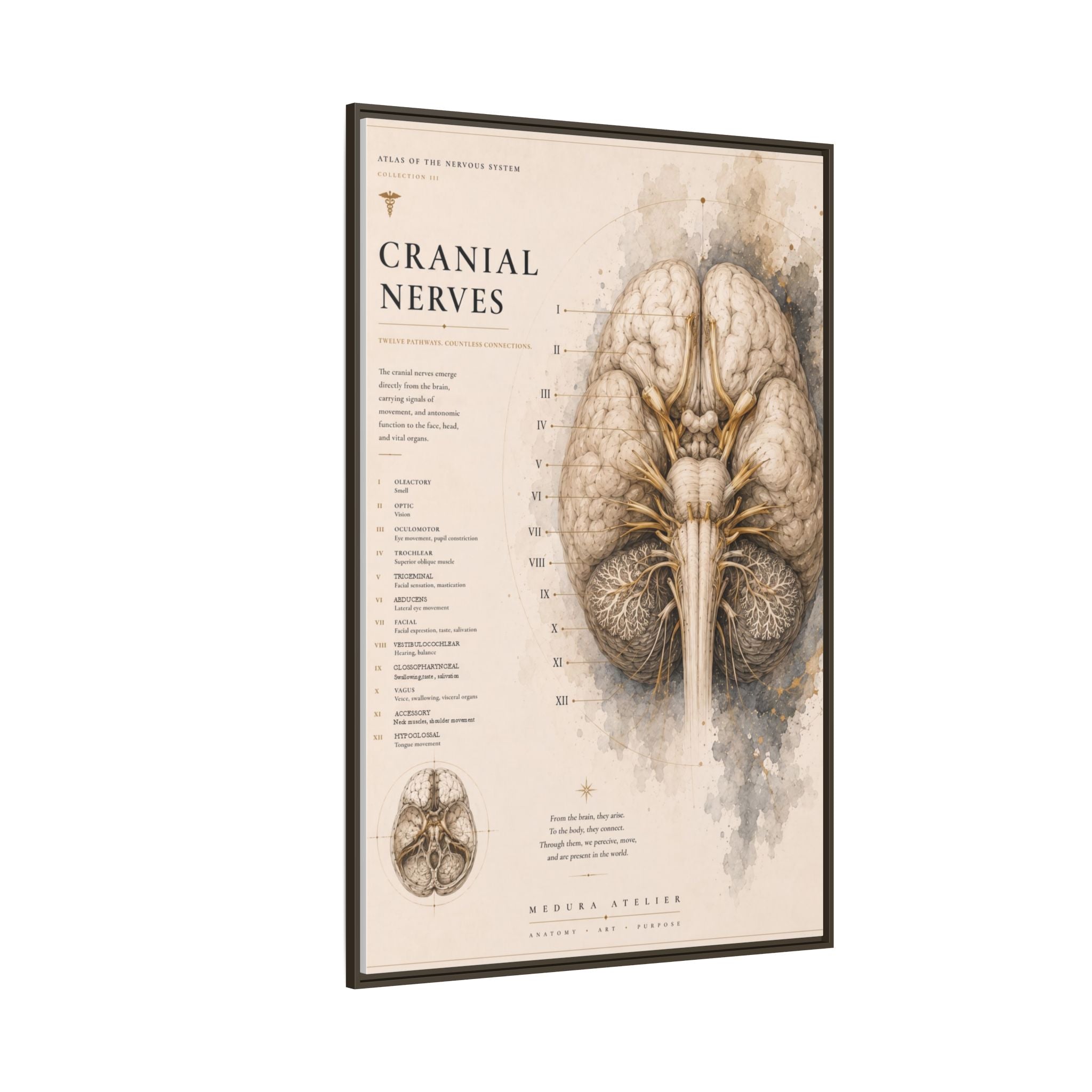 White Matter Brain Wall Art | Luxury Neuroscience Canvas Print | Museum-Inspired Fine Art