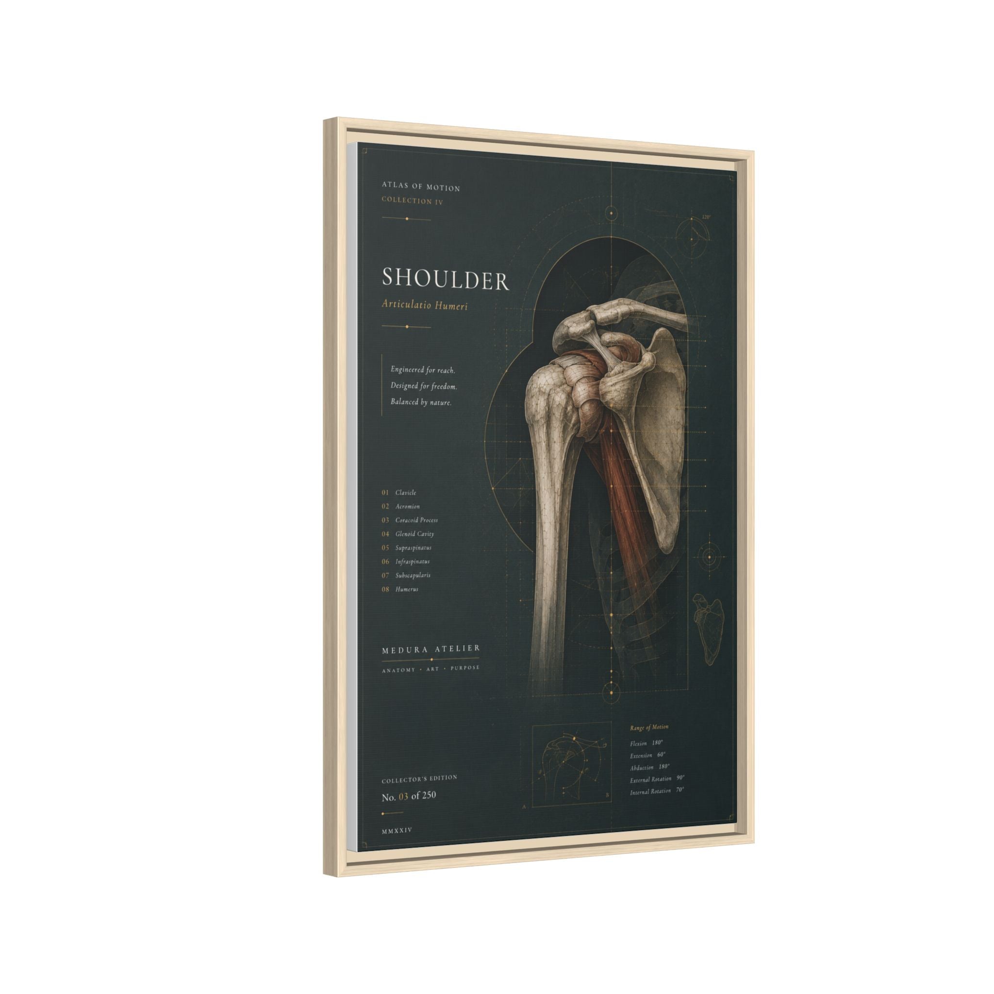 Copy of Atlas of Motion – Knee Wall Art | Luxury Orthopedic Canvas Print | Museum-Inspired Fine Art