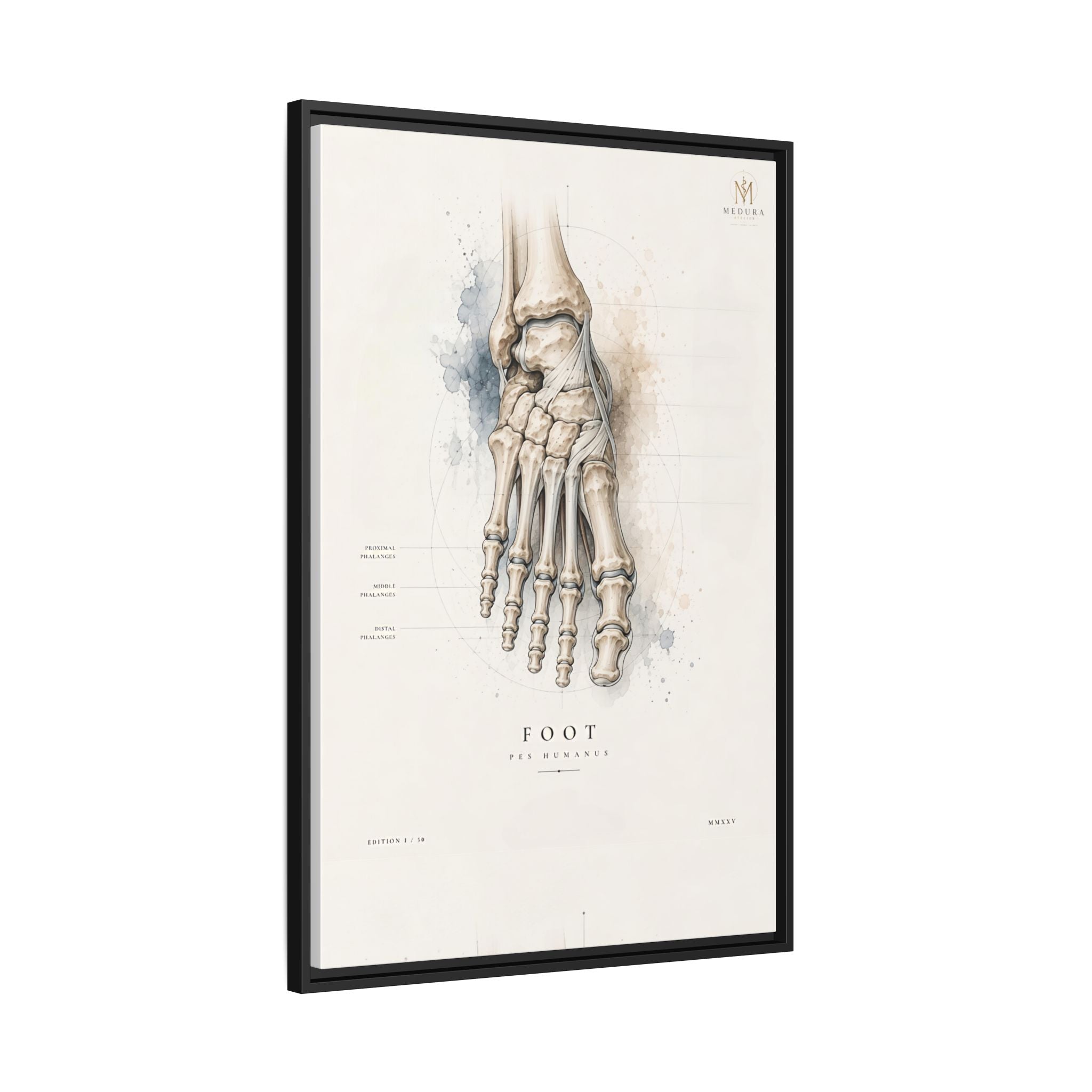 Anatomical Foot Skeleton Wall Art | Luxury Podiatry Canvas Print | Museum-Inspired Fine Art