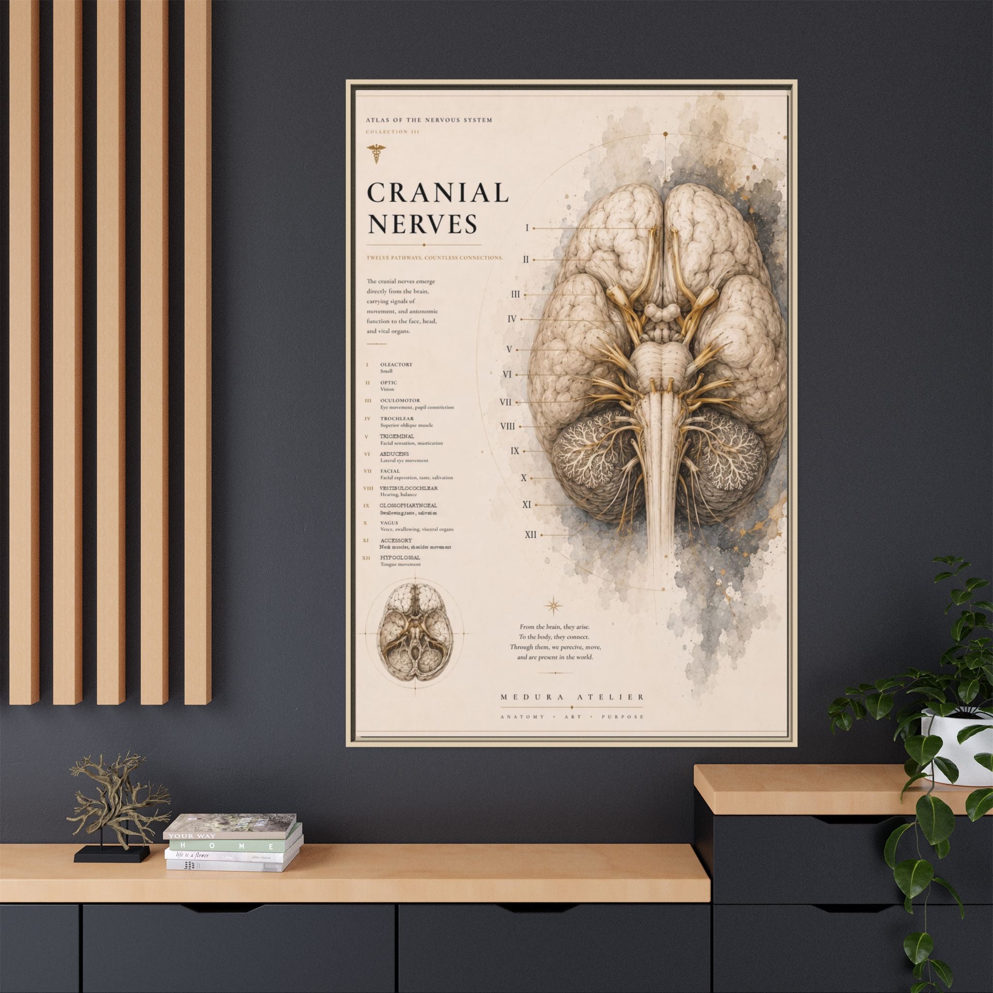 White Matter Brain Wall Art | Luxury Neuroscience Canvas Print | Museum-Inspired Fine Art