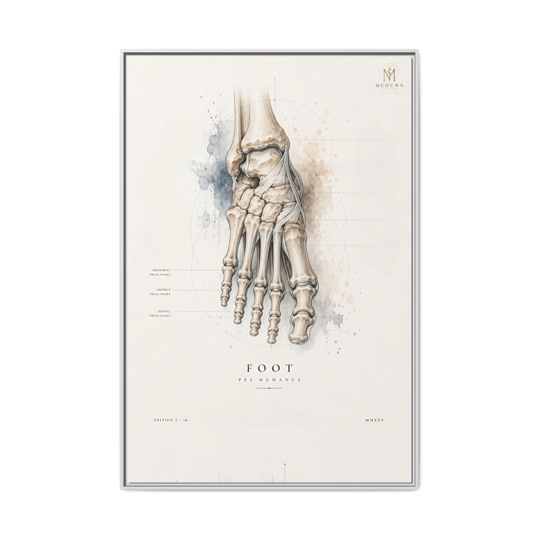 Anatomical Foot Skeleton Wall Art | Luxury Podiatry Canvas Print | Museum-Inspired Fine Art