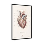 Anatomical Heart Wall Art | Luxury Medical Canvas Print | Museum-Inspired Fine Art