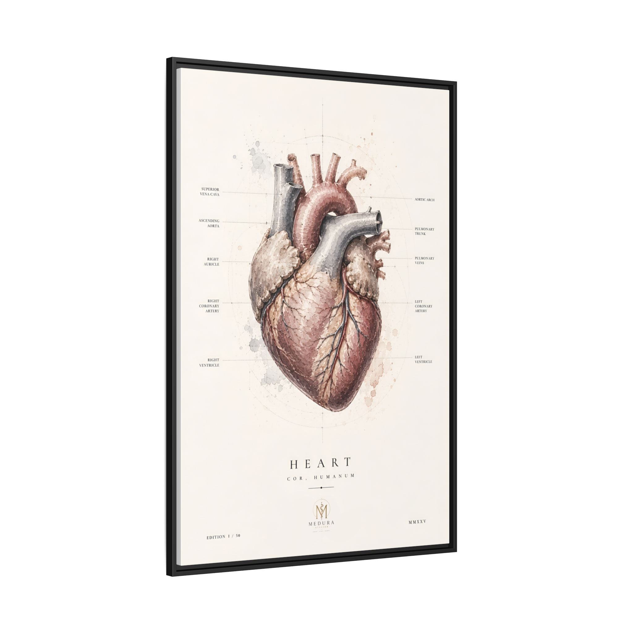 Anatomical Heart Wall Art | Luxury Medical Canvas Print | Museum-Inspired Fine Art