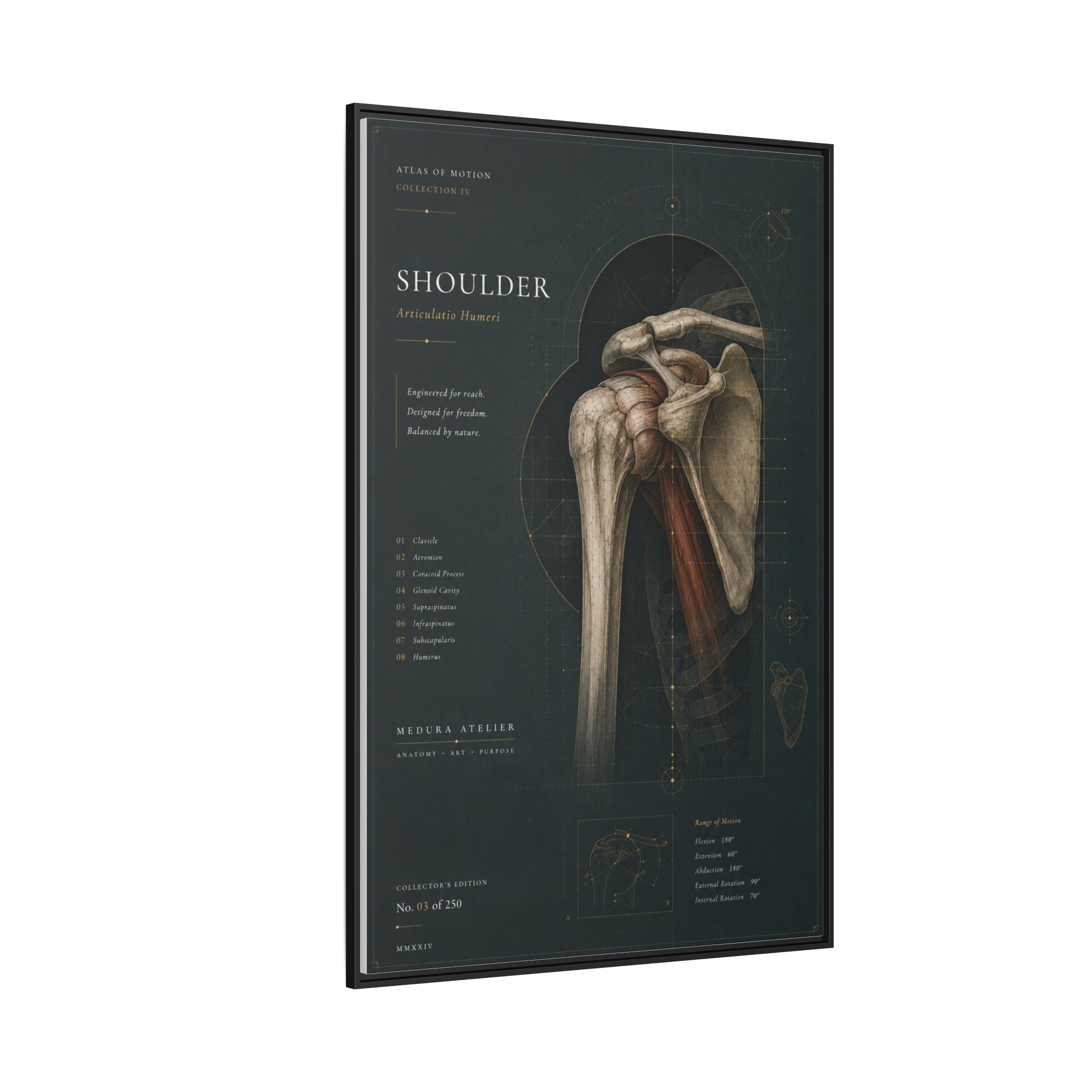 Copy of Atlas of Motion – Knee Wall Art | Luxury Orthopedic Canvas Print | Museum-Inspired Fine Art