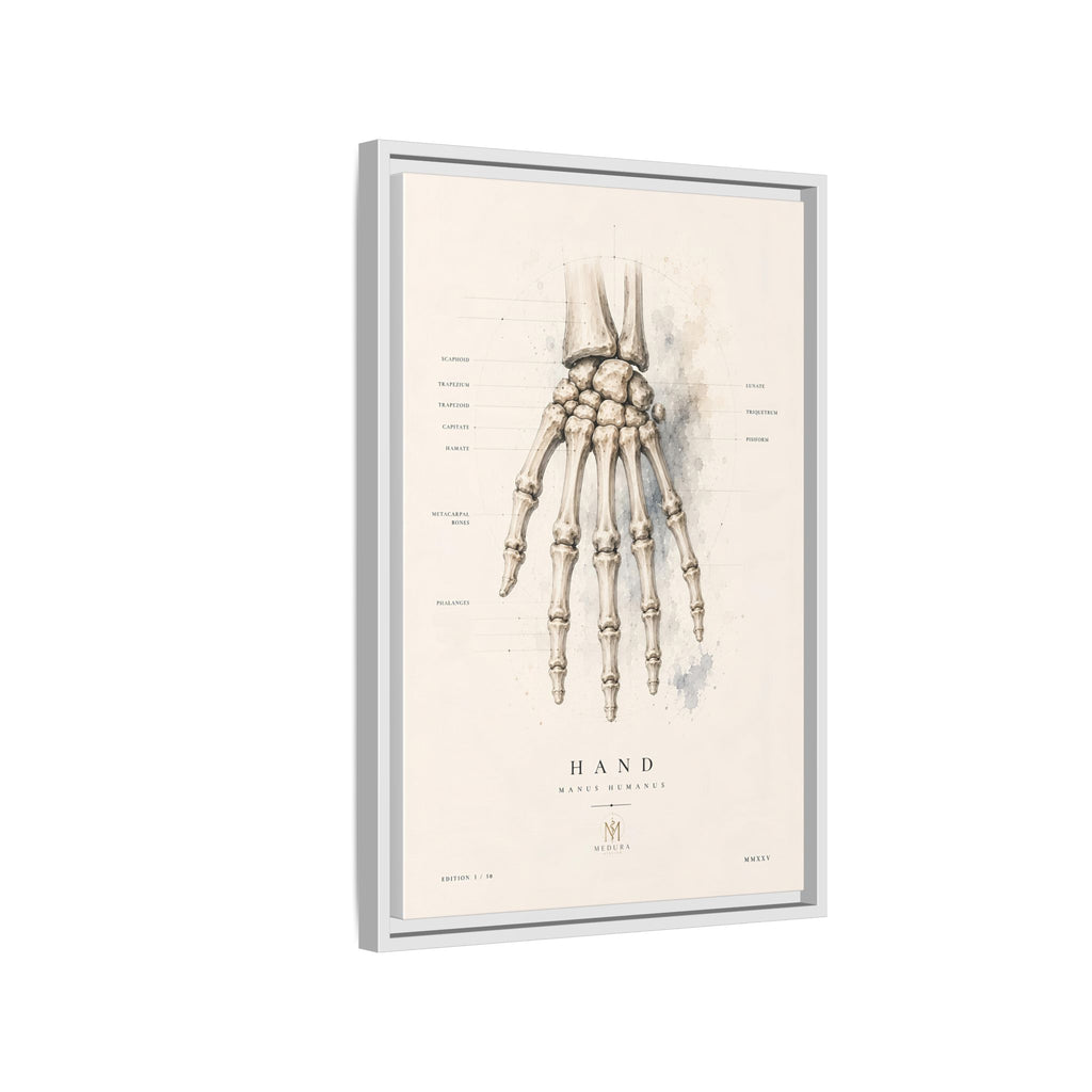 Anatomical Hand Skeleton Wall Art | Luxury Orthopaedic Canvas Print | Museum-Inspired Fine Art