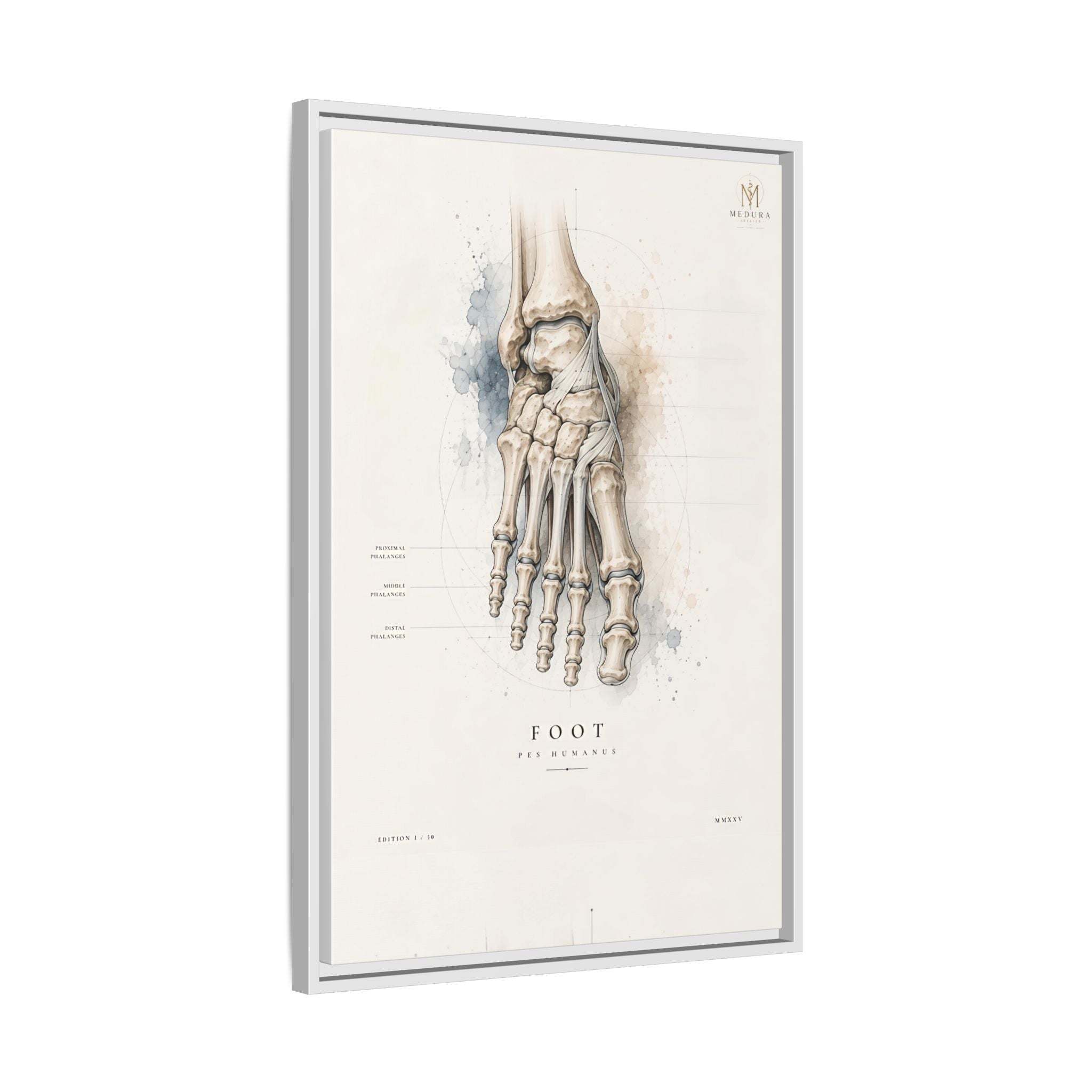 Anatomical Foot Skeleton Wall Art | Luxury Podiatry Canvas Print | Museum-Inspired Fine Art
