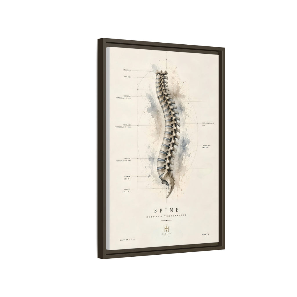 Anatomical Spine Wall Art | Luxury Vertebral Column Canvas Print | Museum-Inspired Fine Art