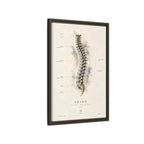 Anatomical Spine Wall Art | Luxury Vertebral Column Canvas Print | Museum-Inspired Fine Art