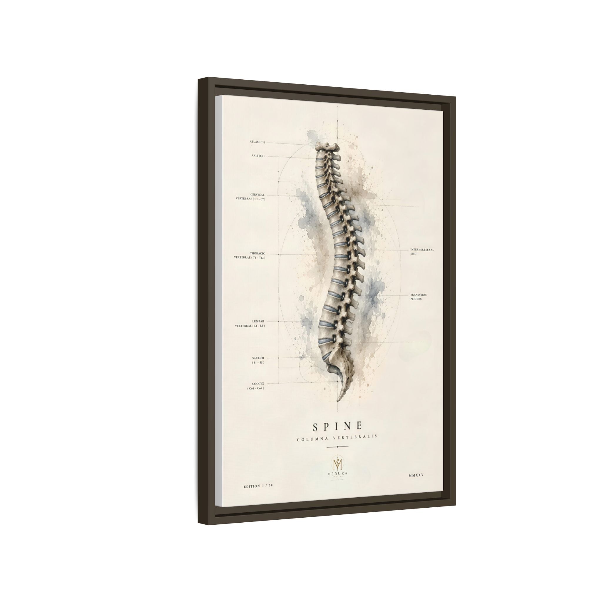 Anatomical Spine Wall Art | Luxury Vertebral Column Canvas Print | Museum-Inspired Fine Art